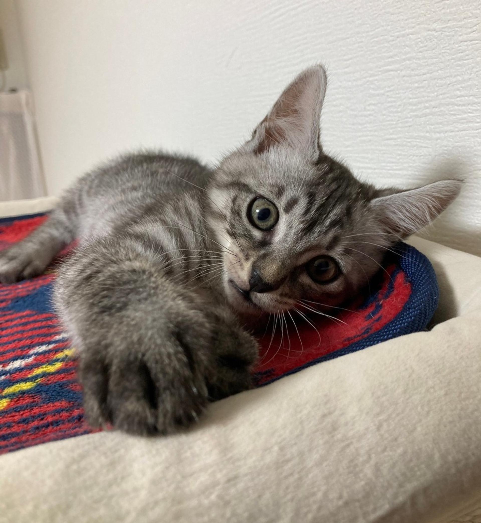 pet-image-8
