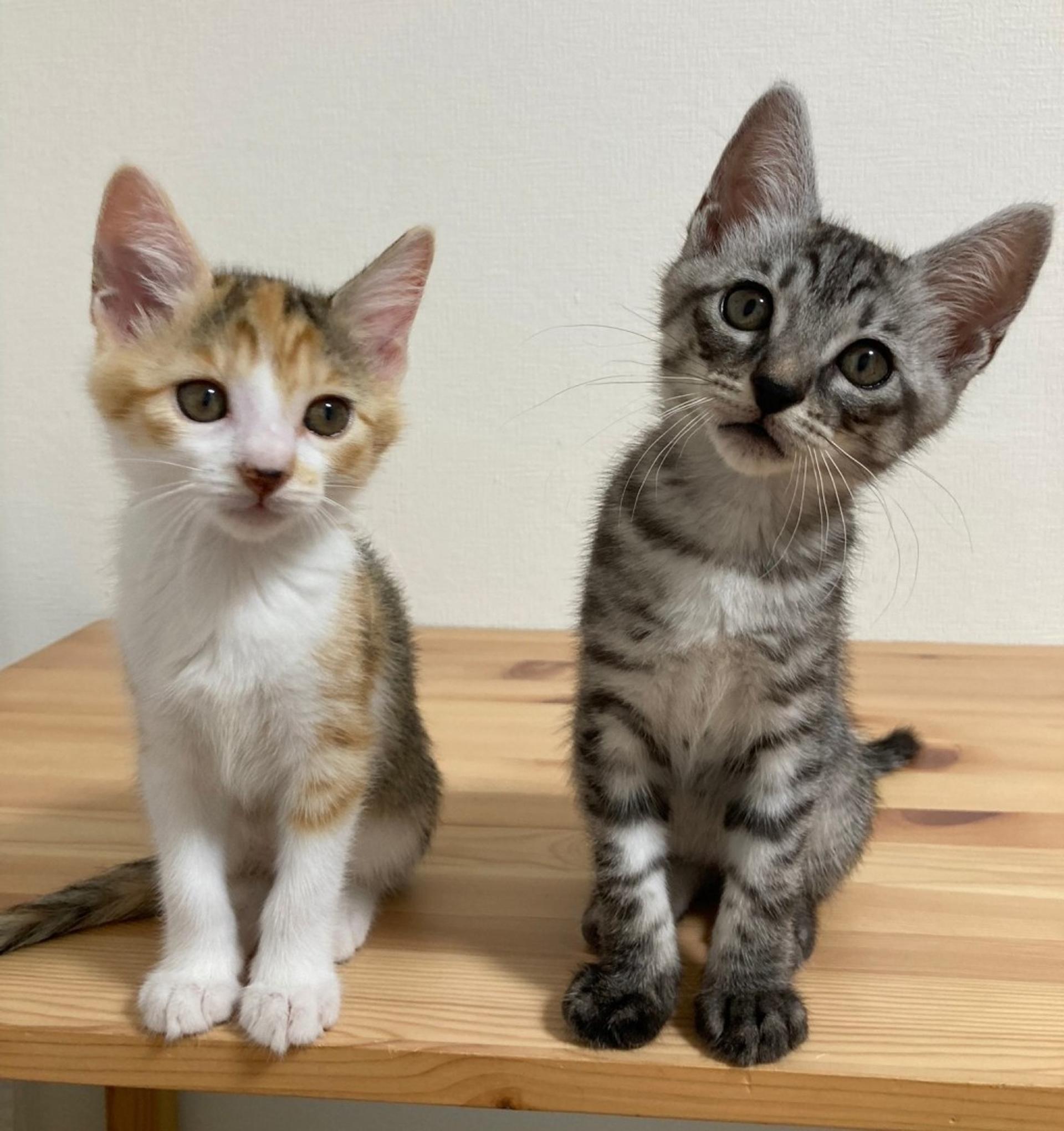 pet-image-9