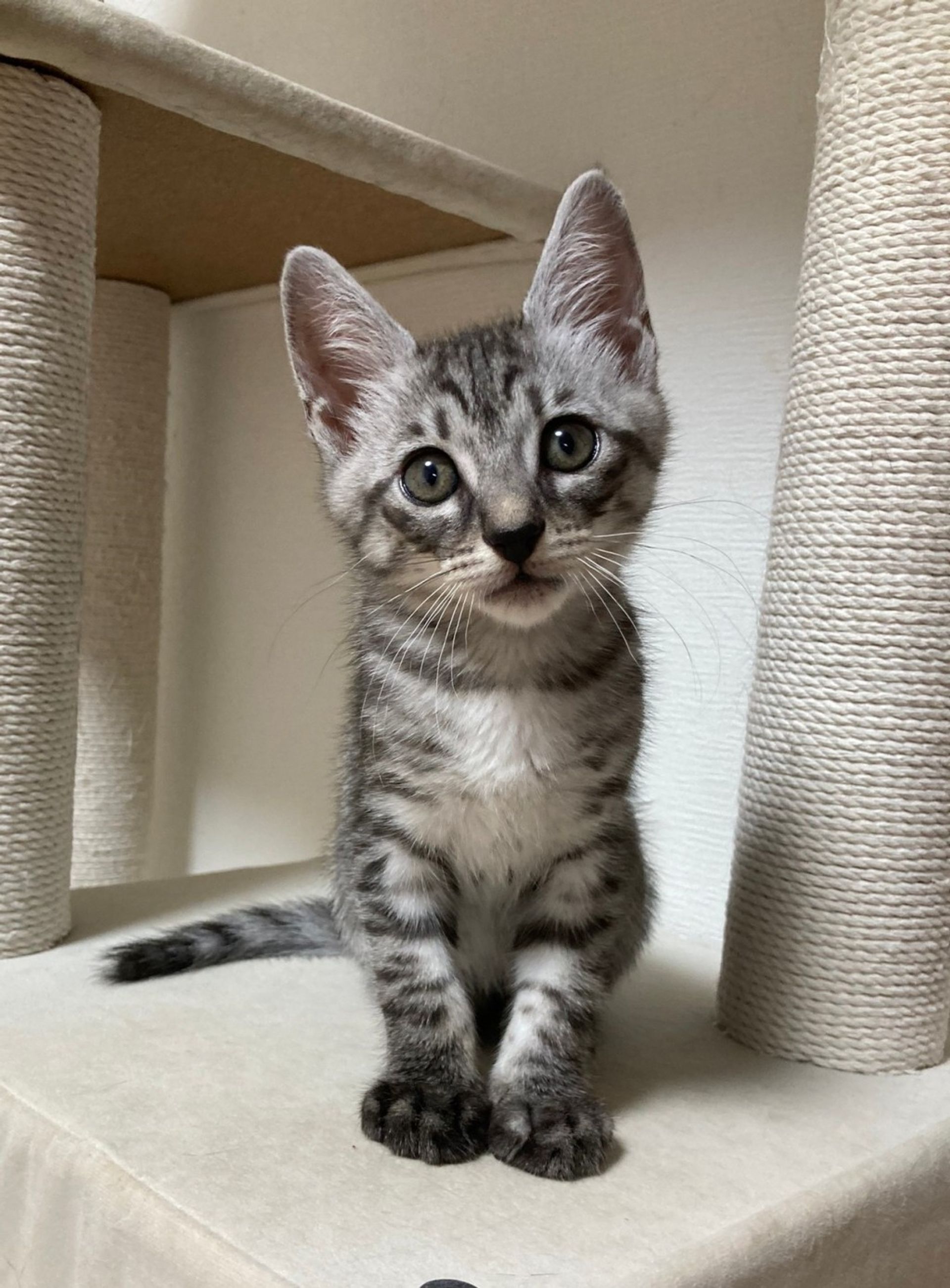 雑種（ミックス猫）・オスの里親募集の写真