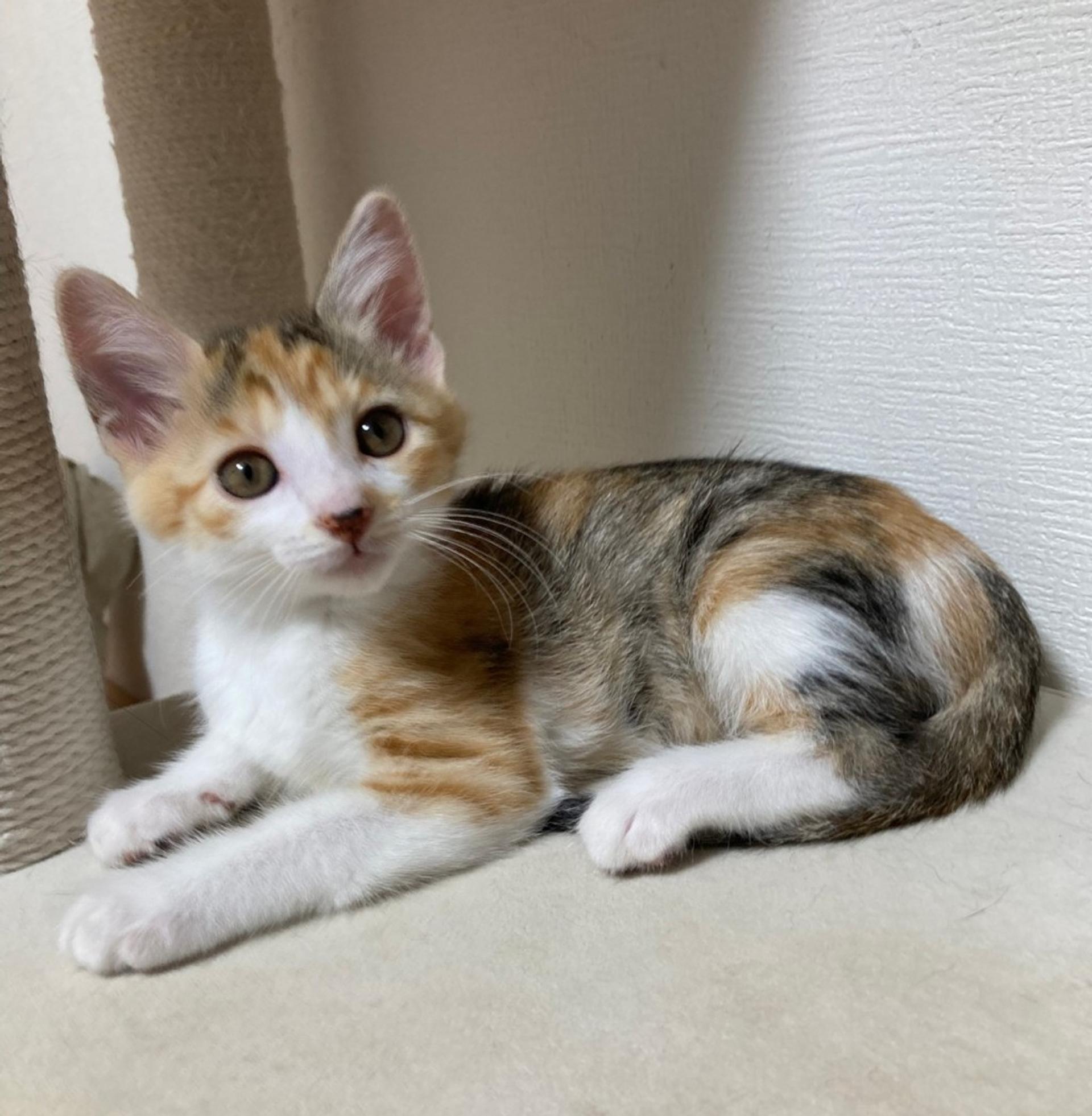 pet-image-9