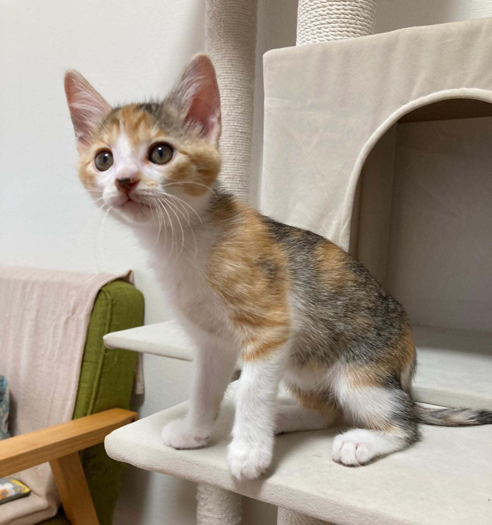 pet-image-5