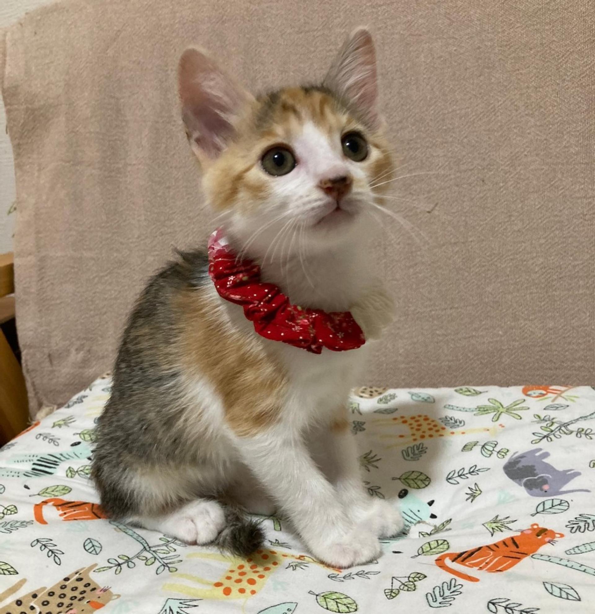 pet-image-6