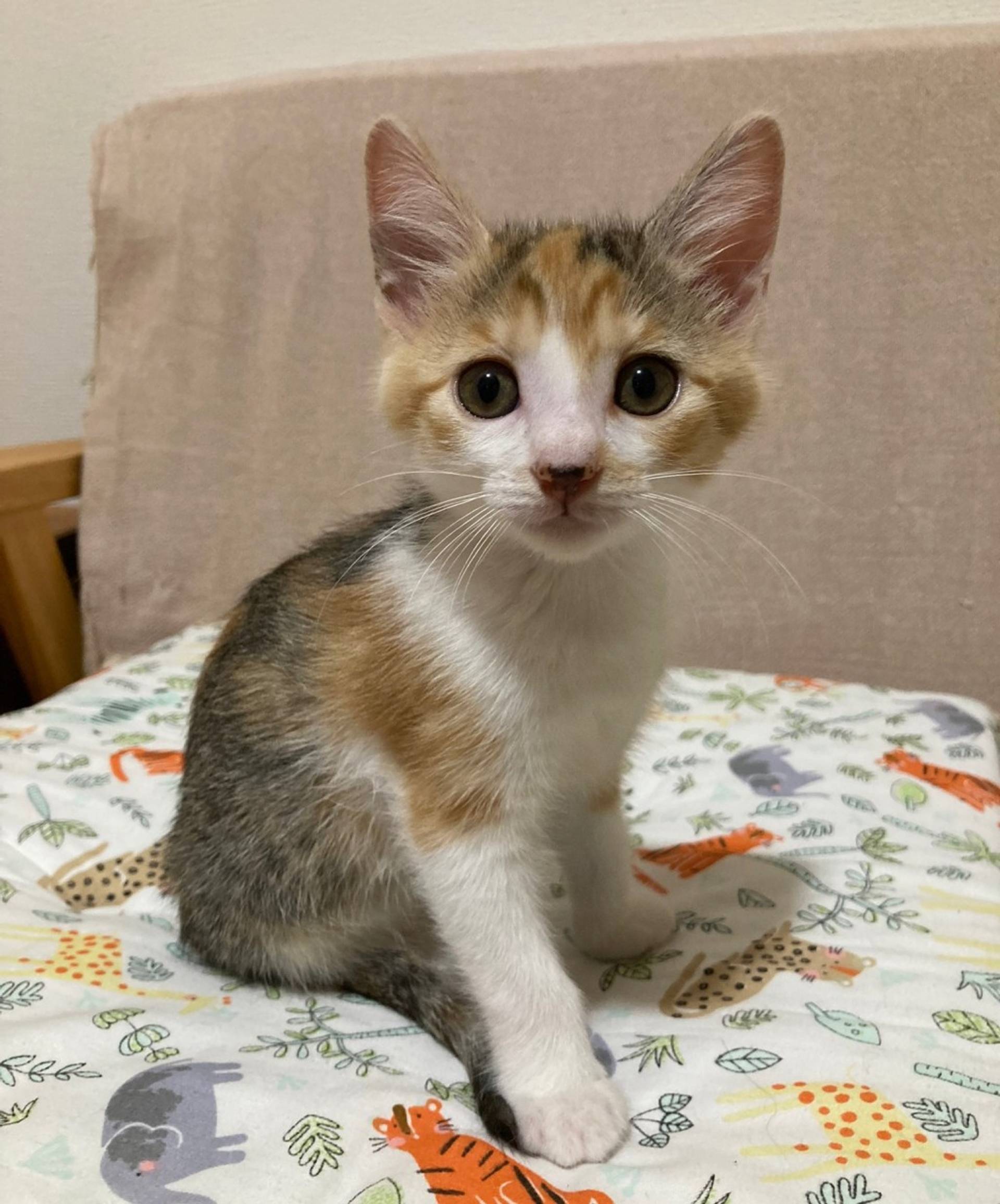 雑種（ミックス猫）・メスの里親募集の写真