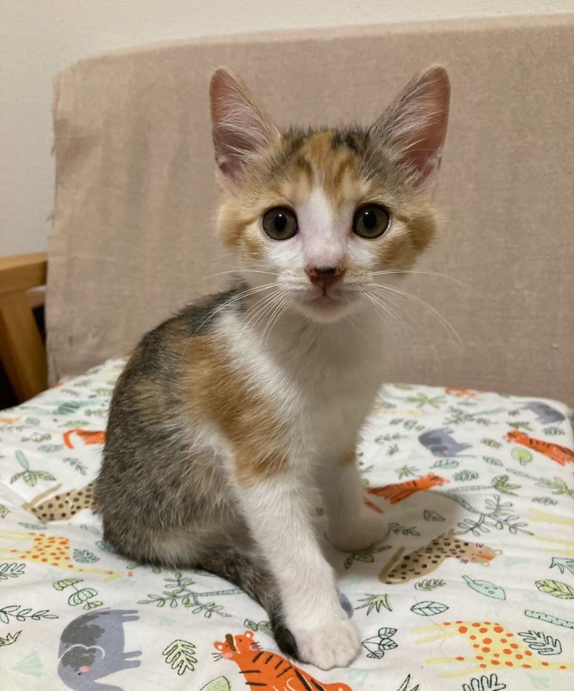 雑種（ミックス猫）・メスの里親募集の写真