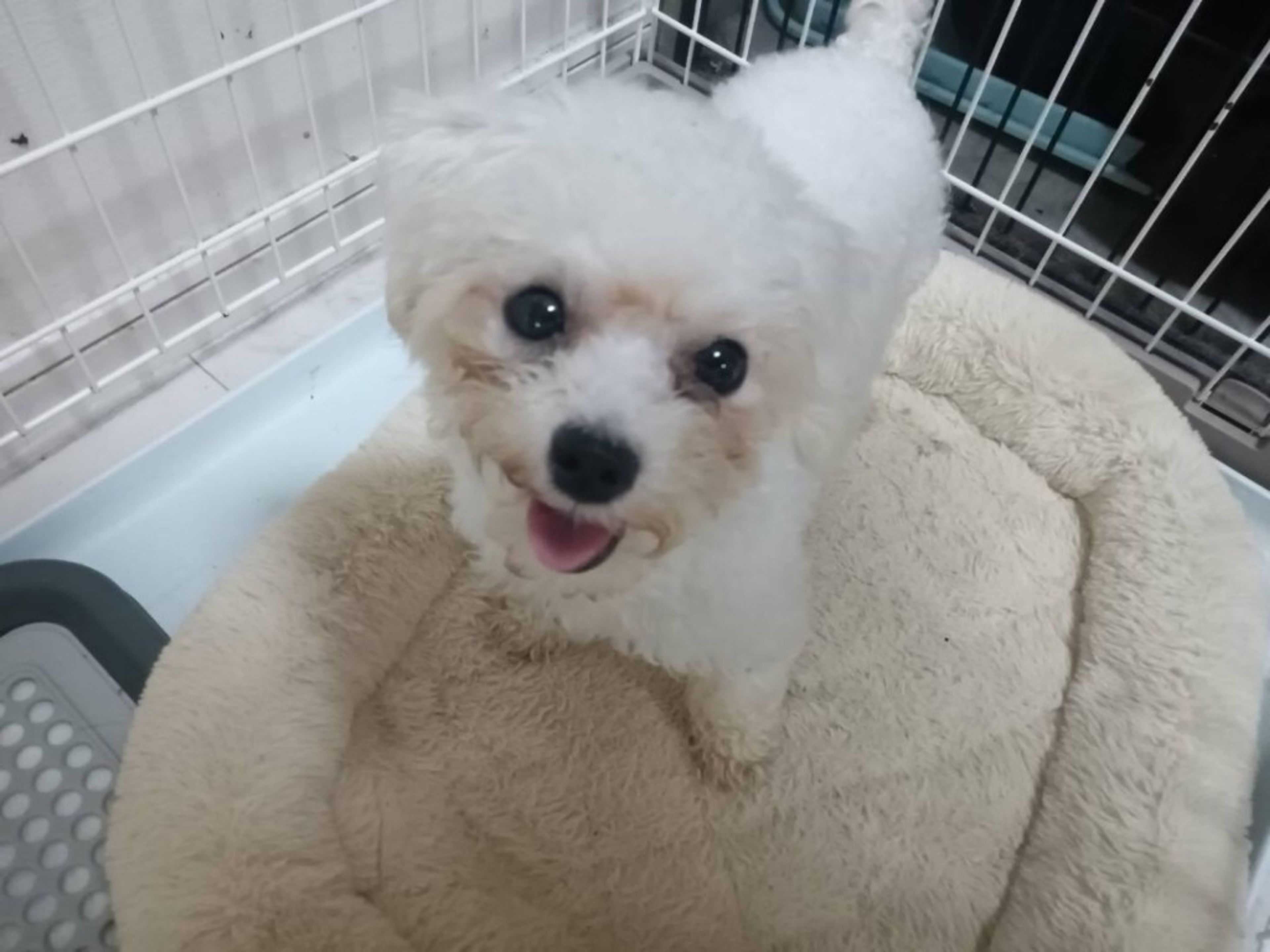 pet-image-2