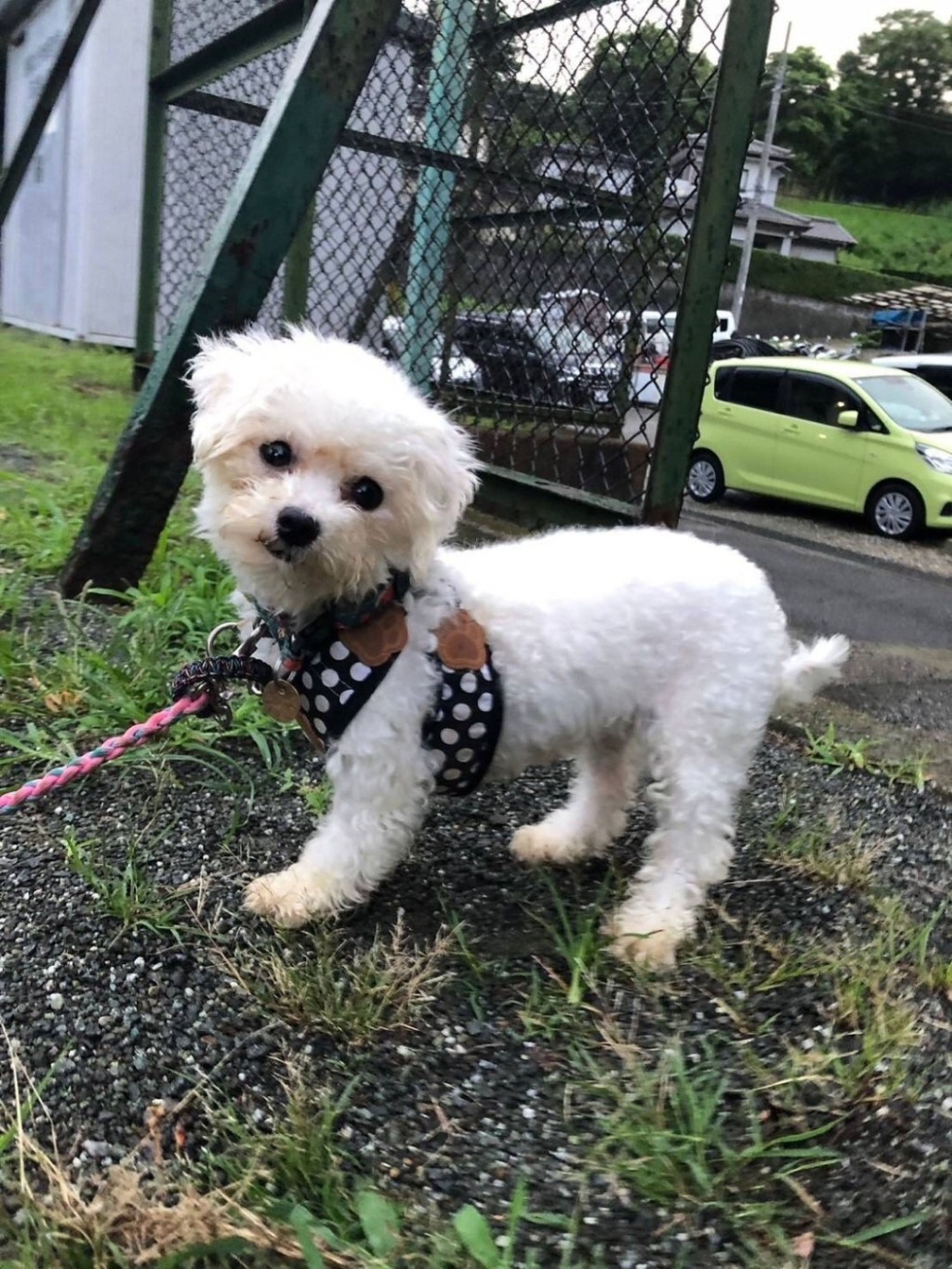pet-image-4