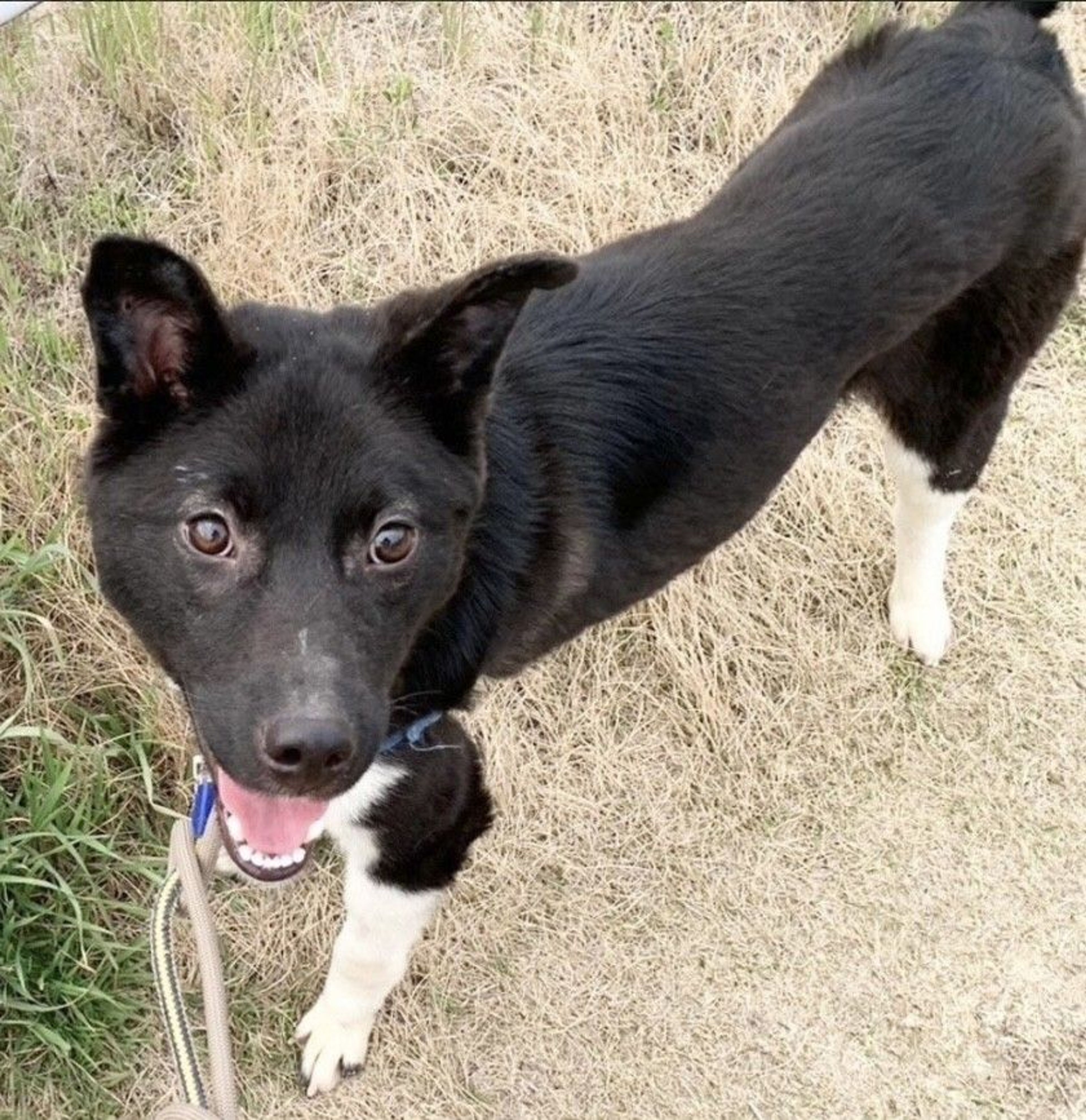 雑種（ミックス犬）・オスの里親募集の写真