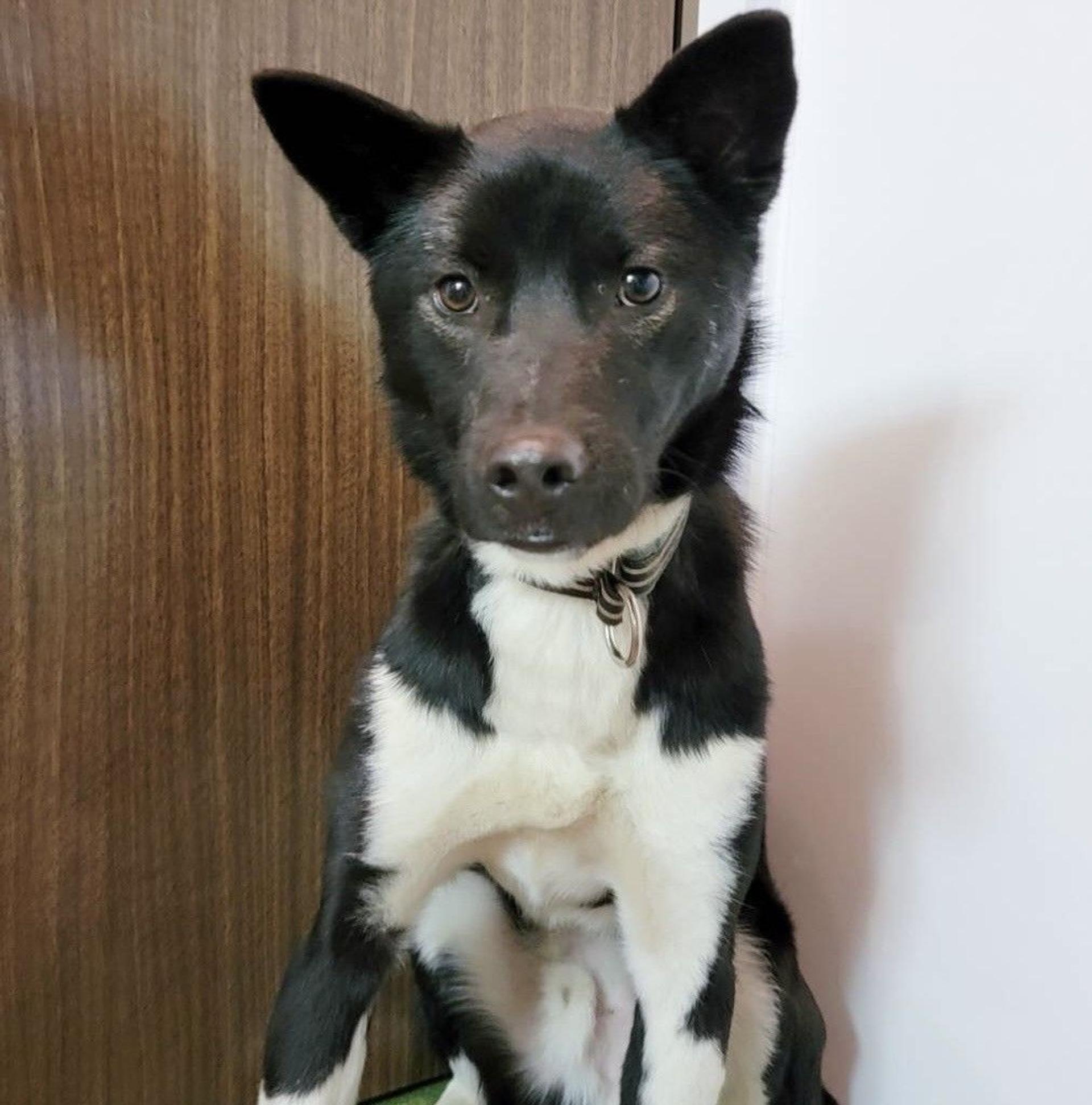 pet-image-2