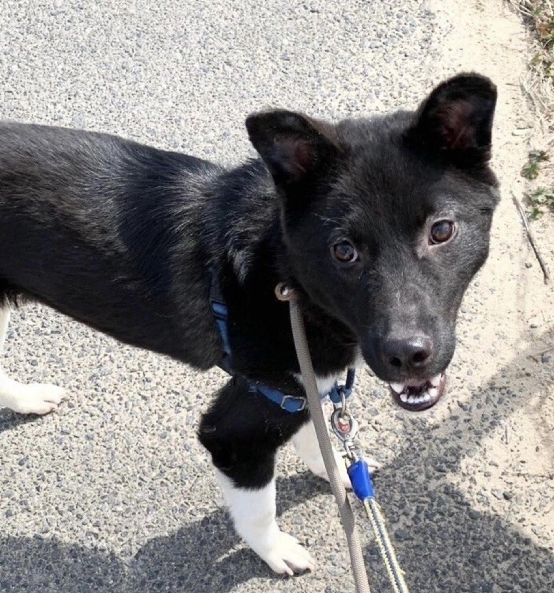 pet-image-3