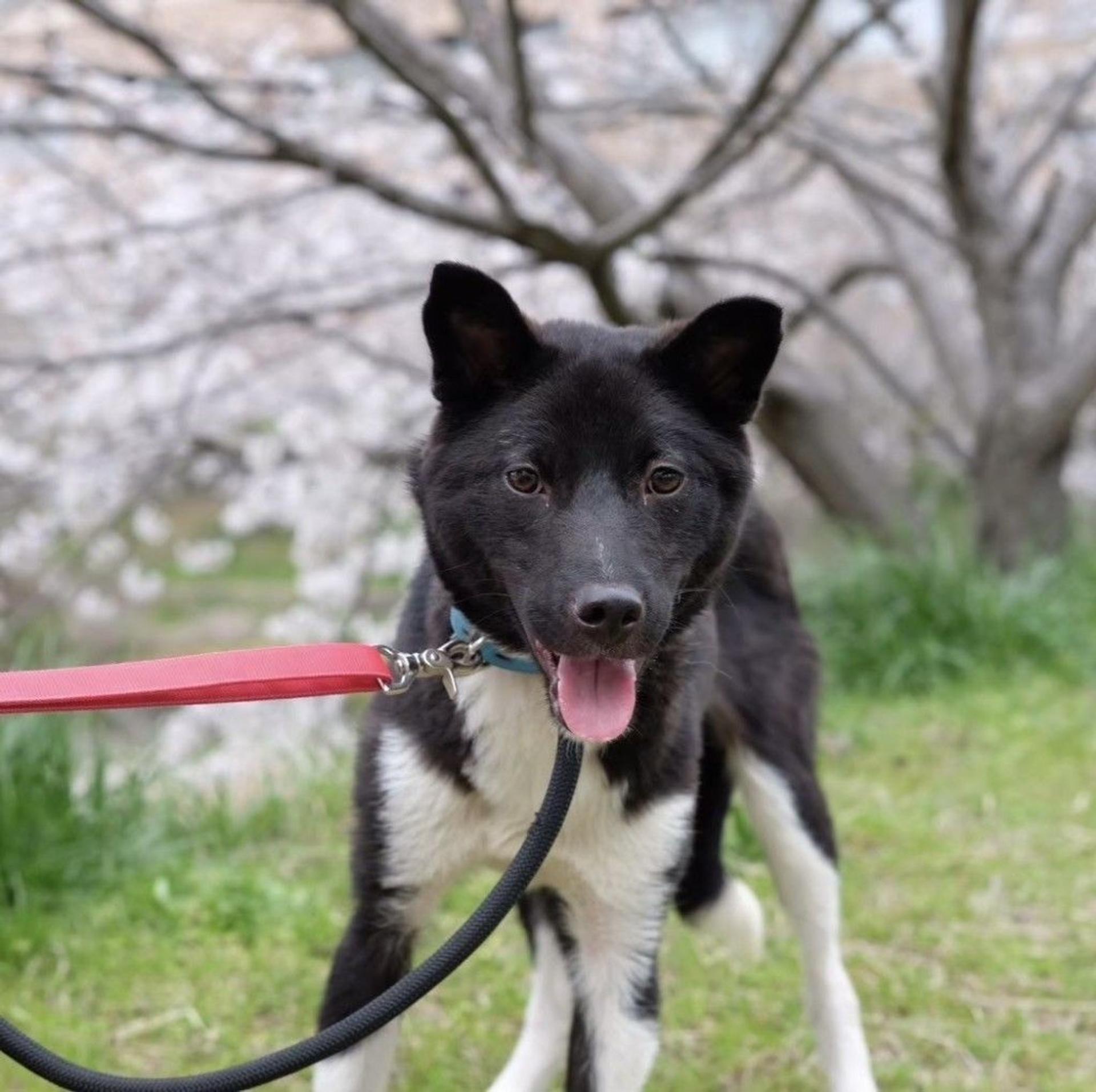 pet-image-4