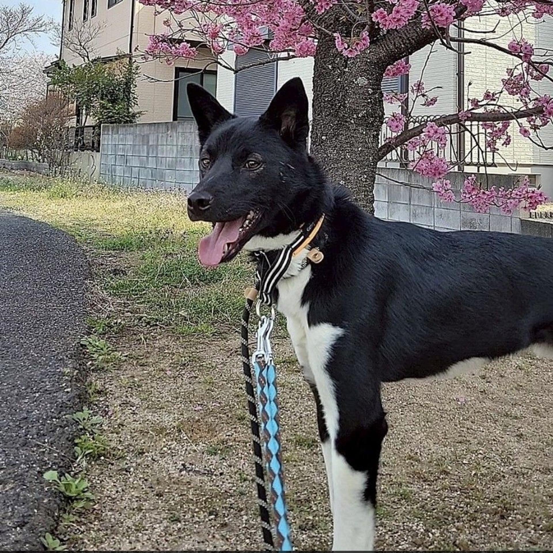 pet-image-10