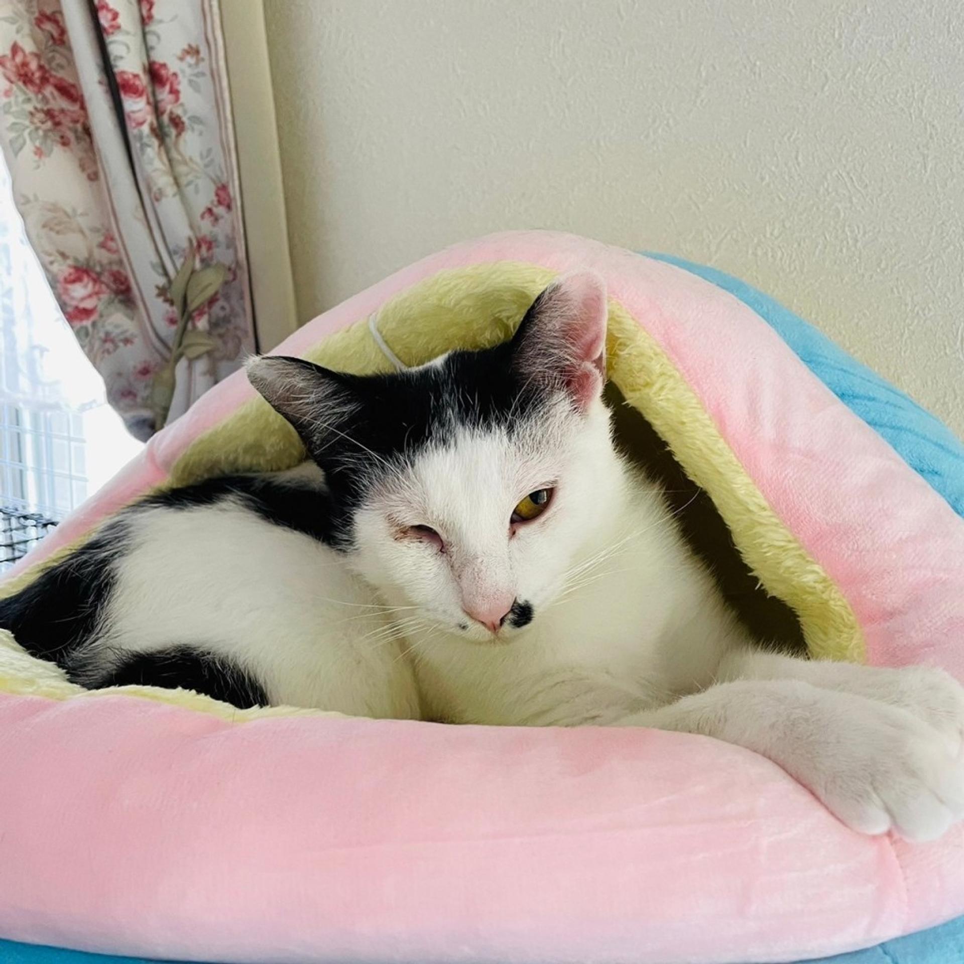 pet-image-3