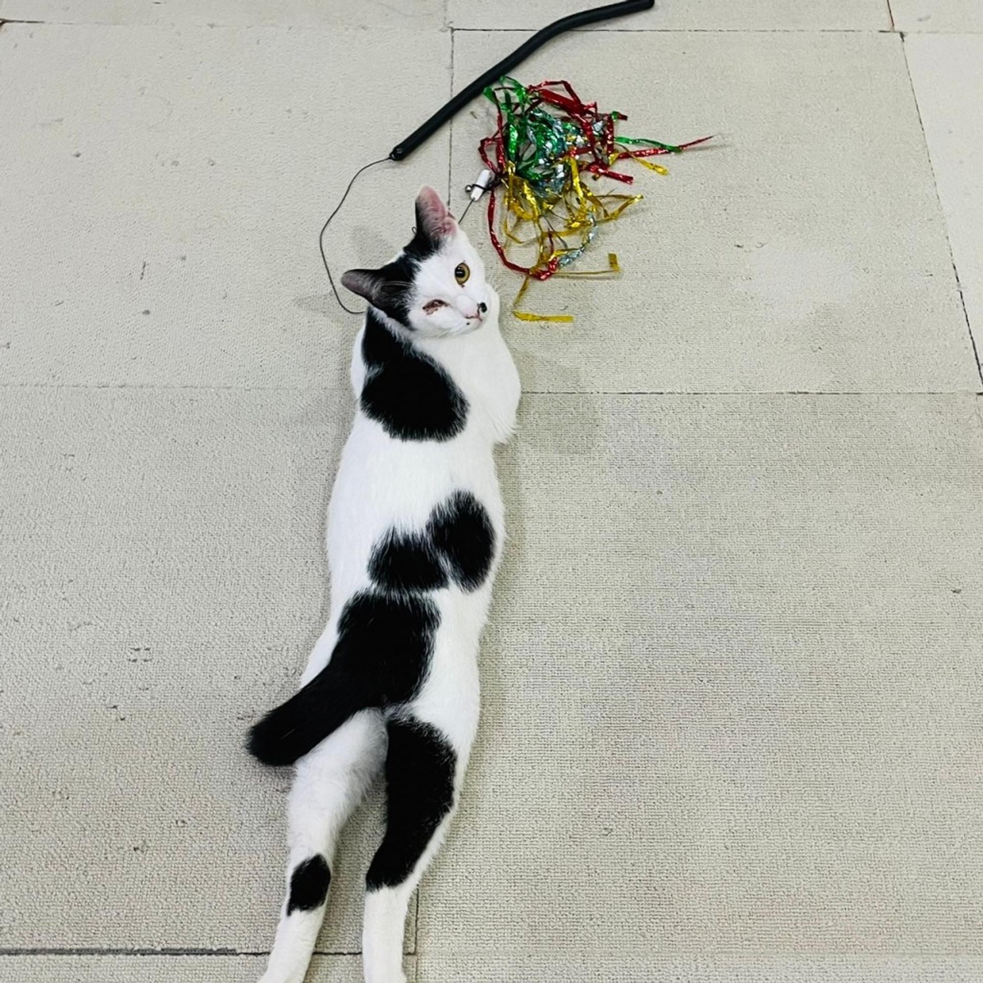 pet-image-7