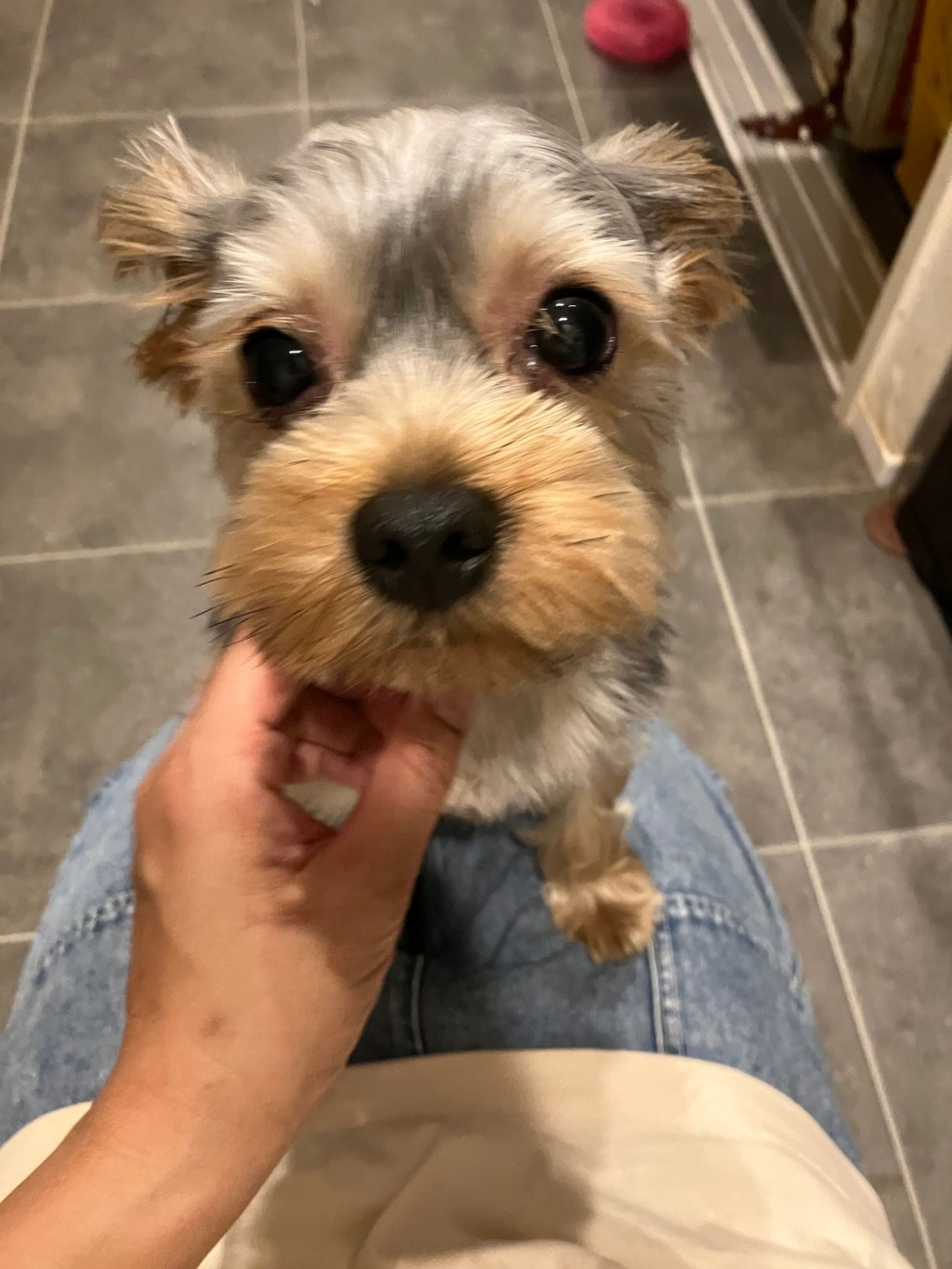 pet-image-2