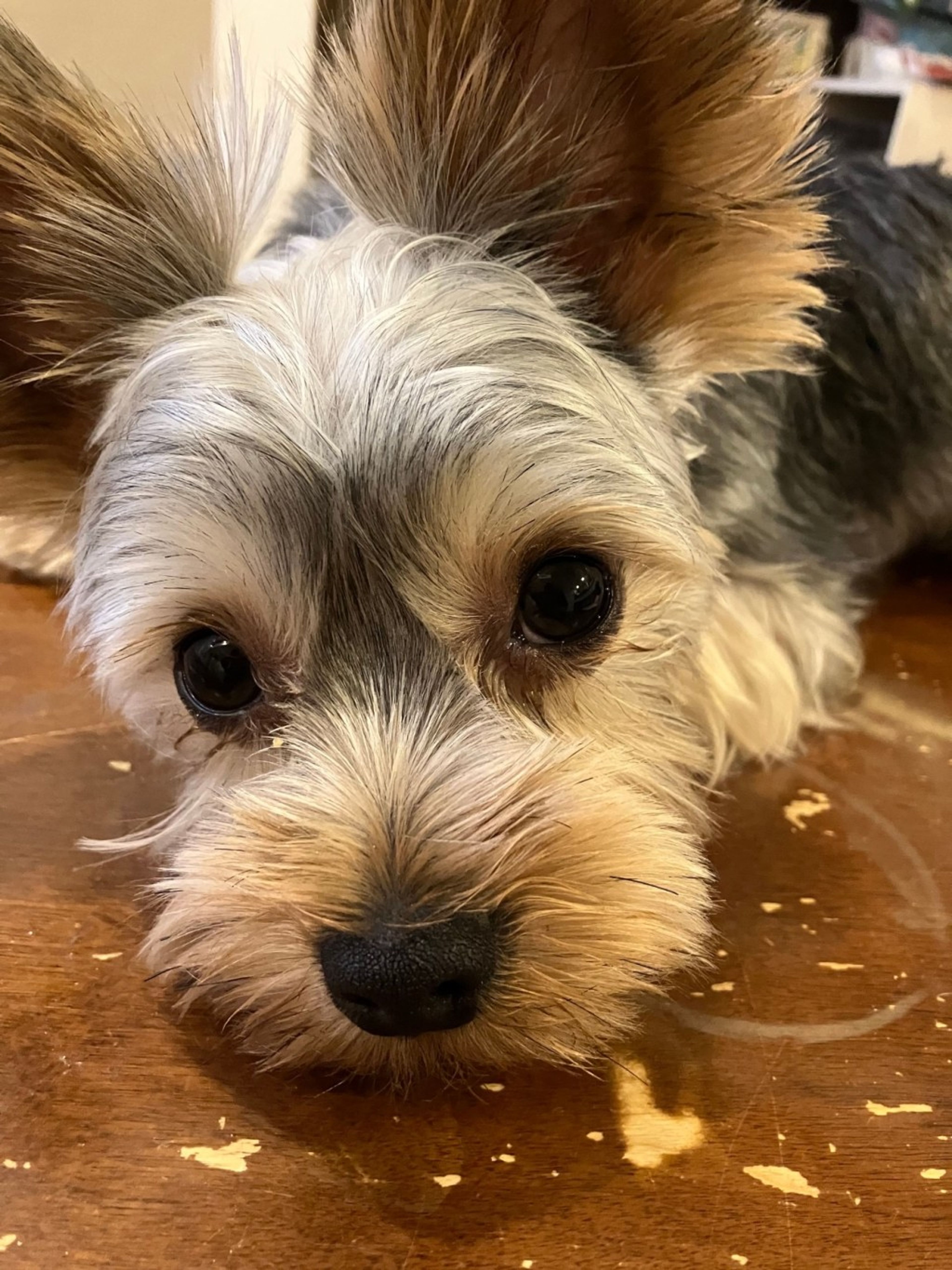 pet-image-5