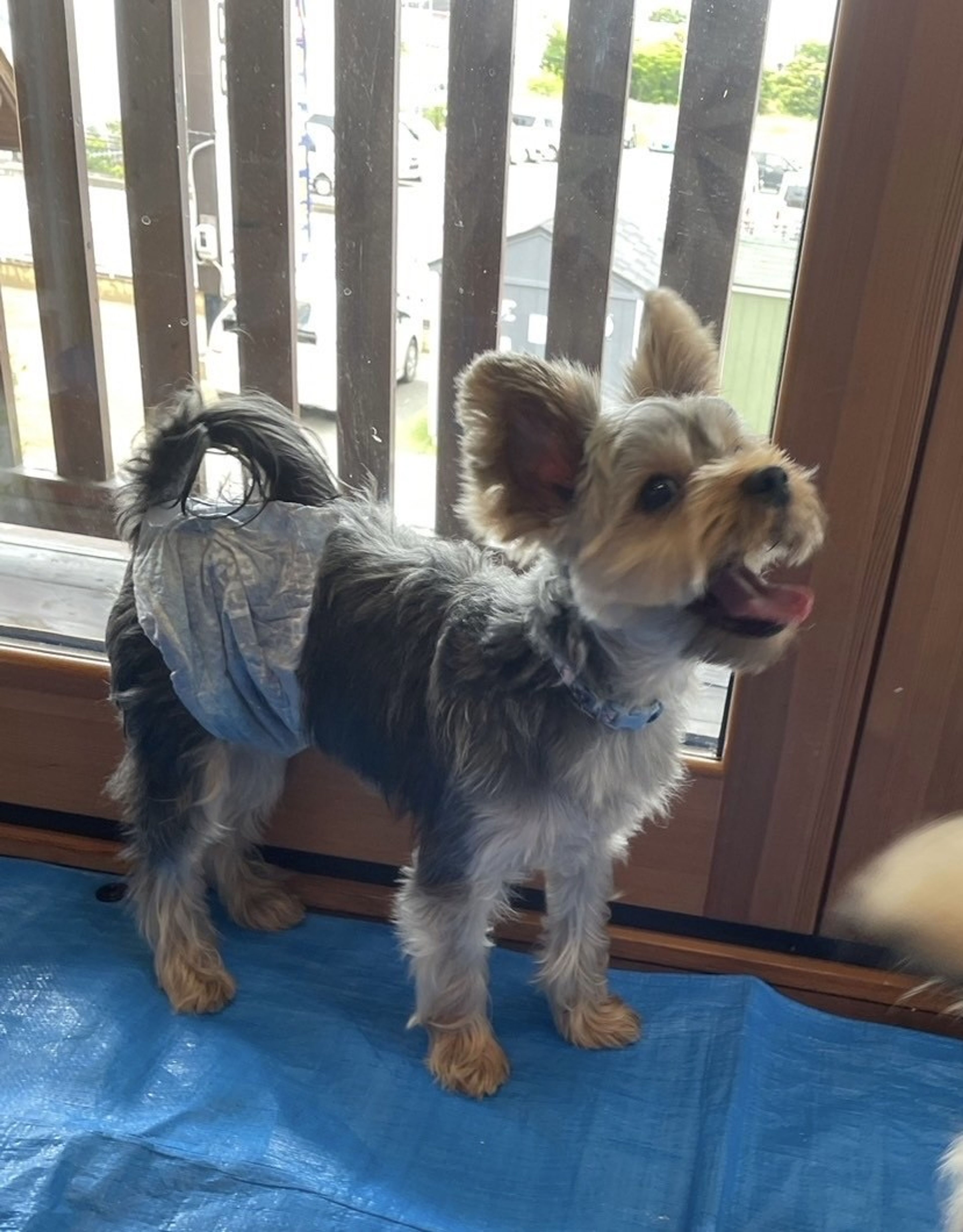 pet-image-6