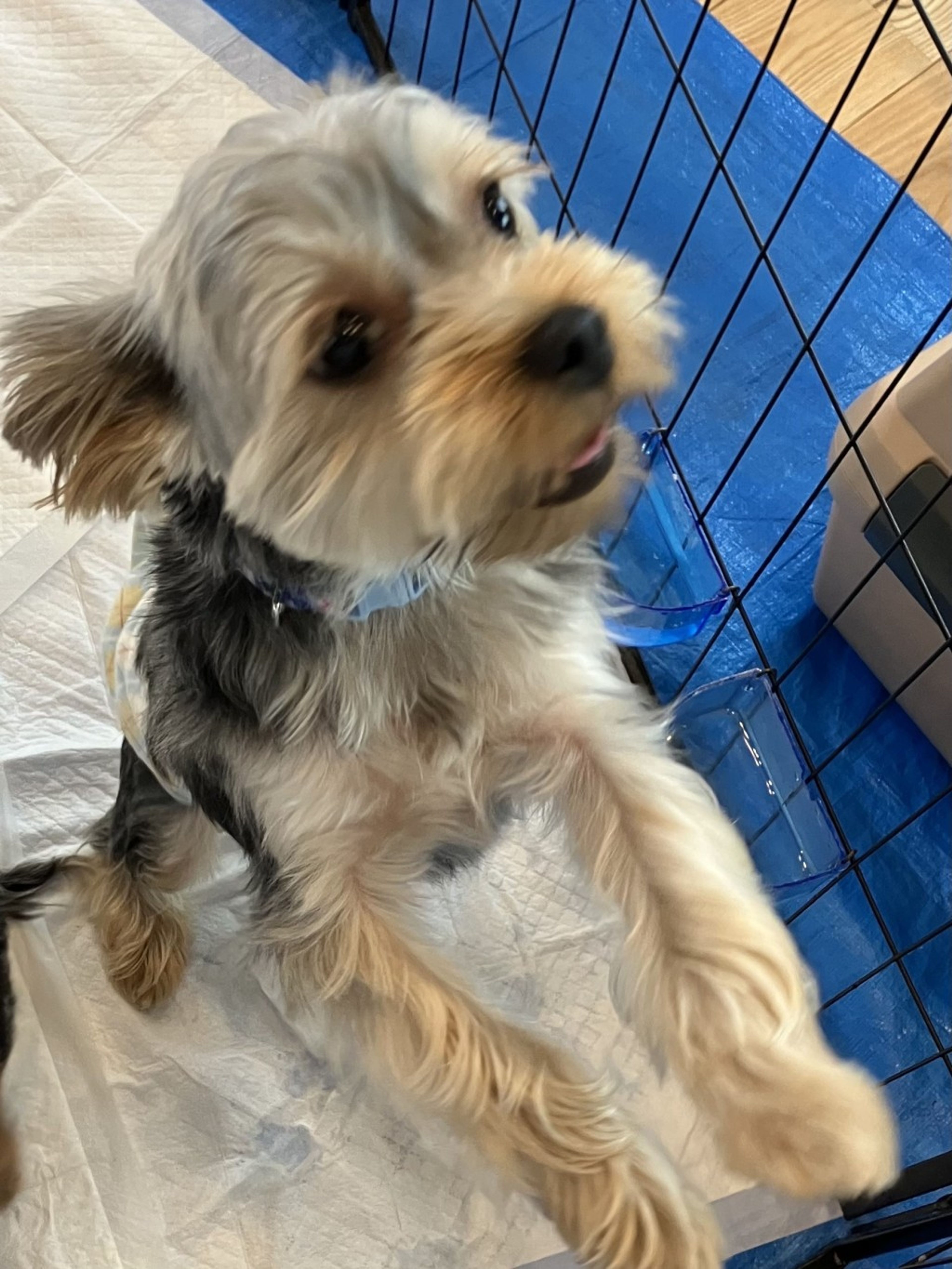 pet-image-3
