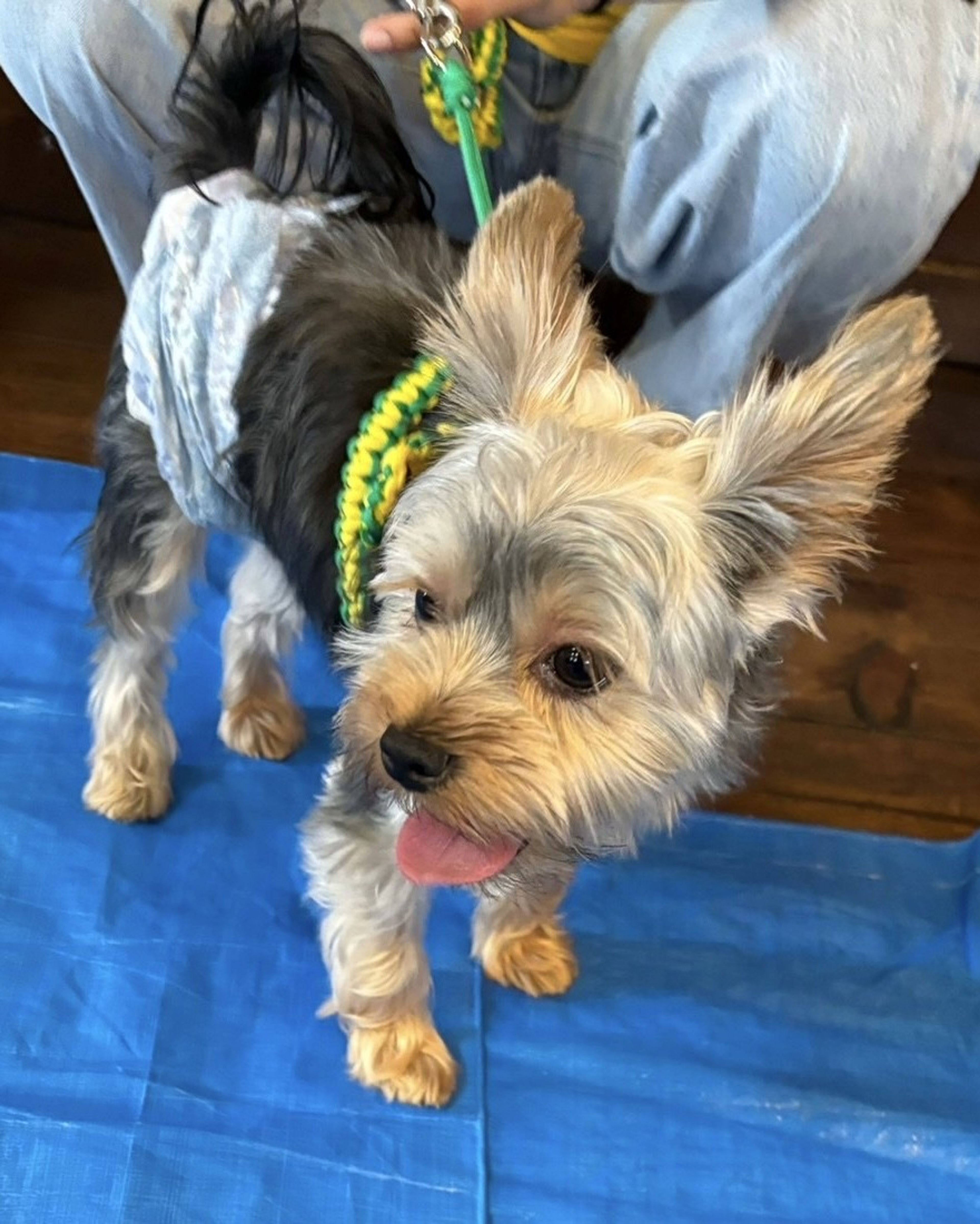 pet-image-4