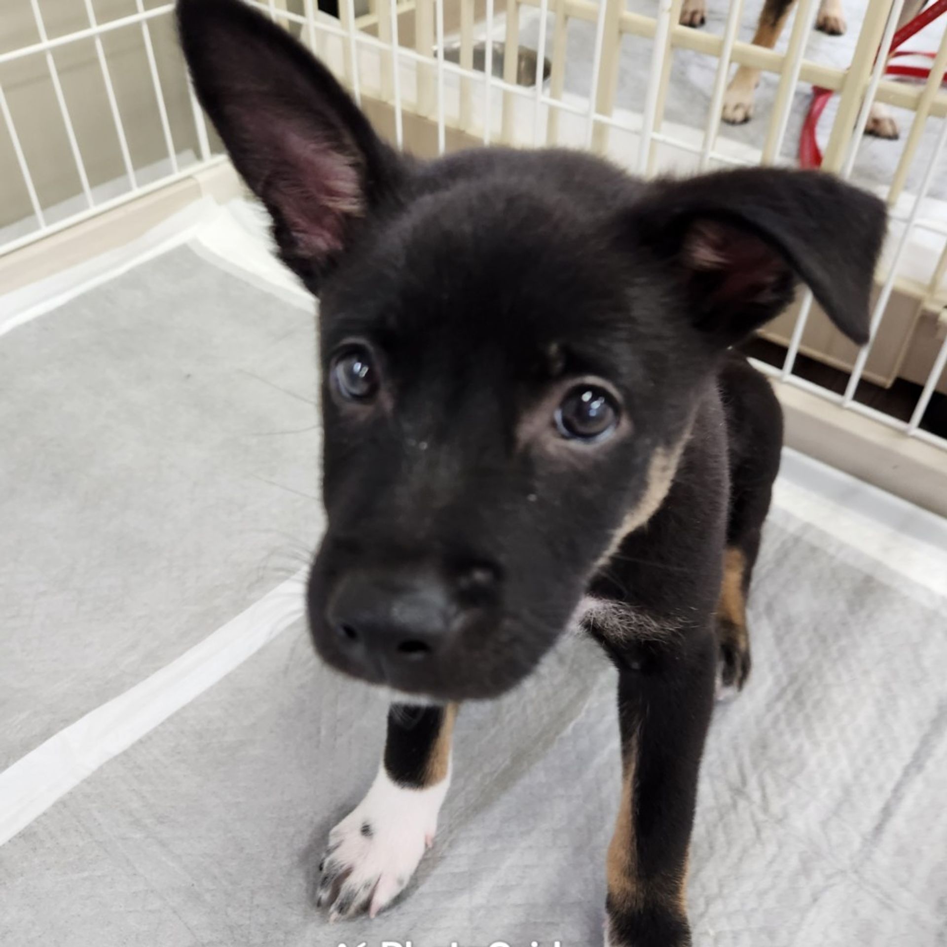 雑種（ミックス犬）・オスの里親募集の写真
