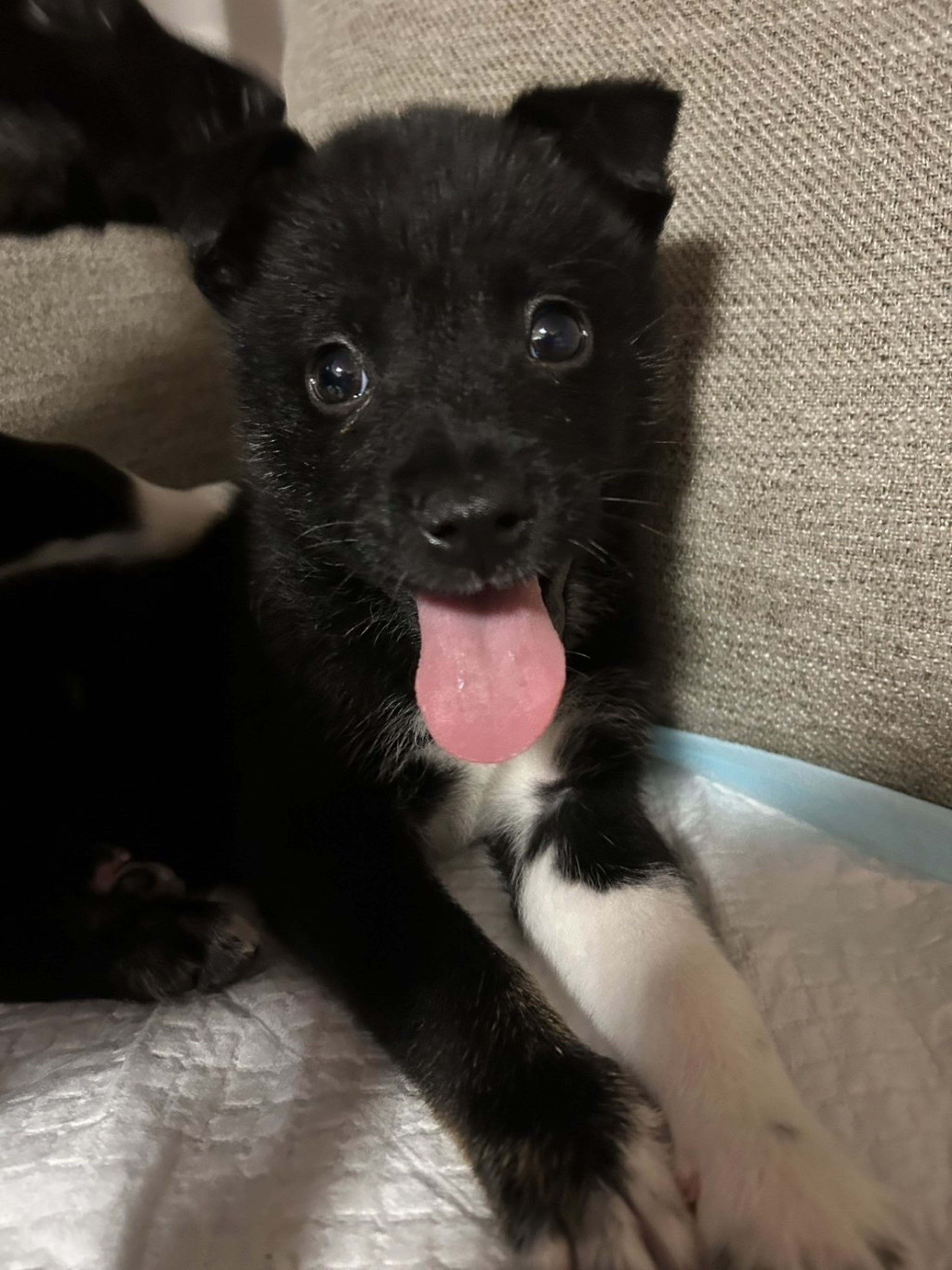雑種（ミックス犬）・オスの里親募集の写真