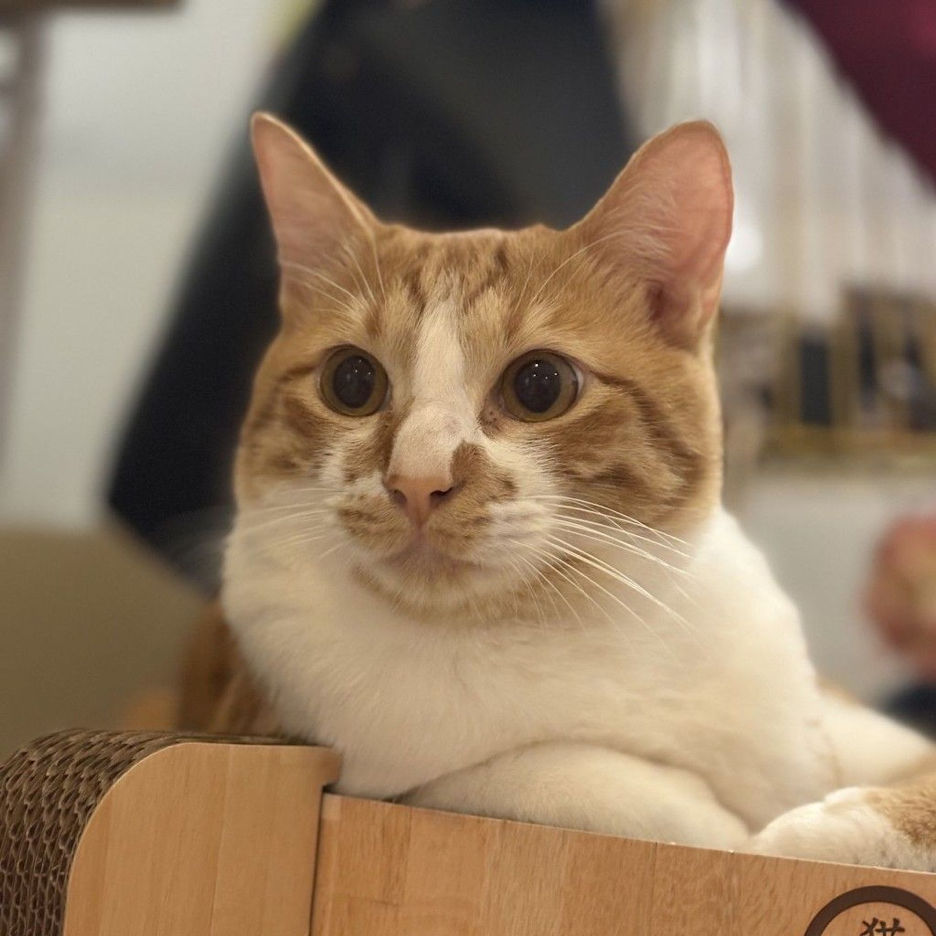 雑種（ミックス猫）・オスの里親募集の写真