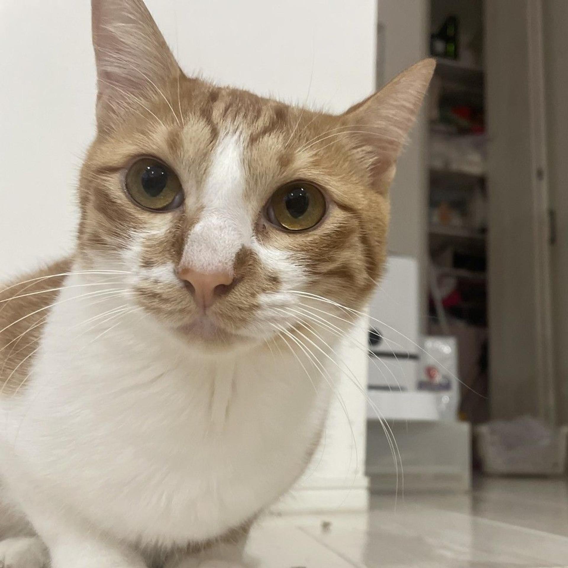pet-image-2