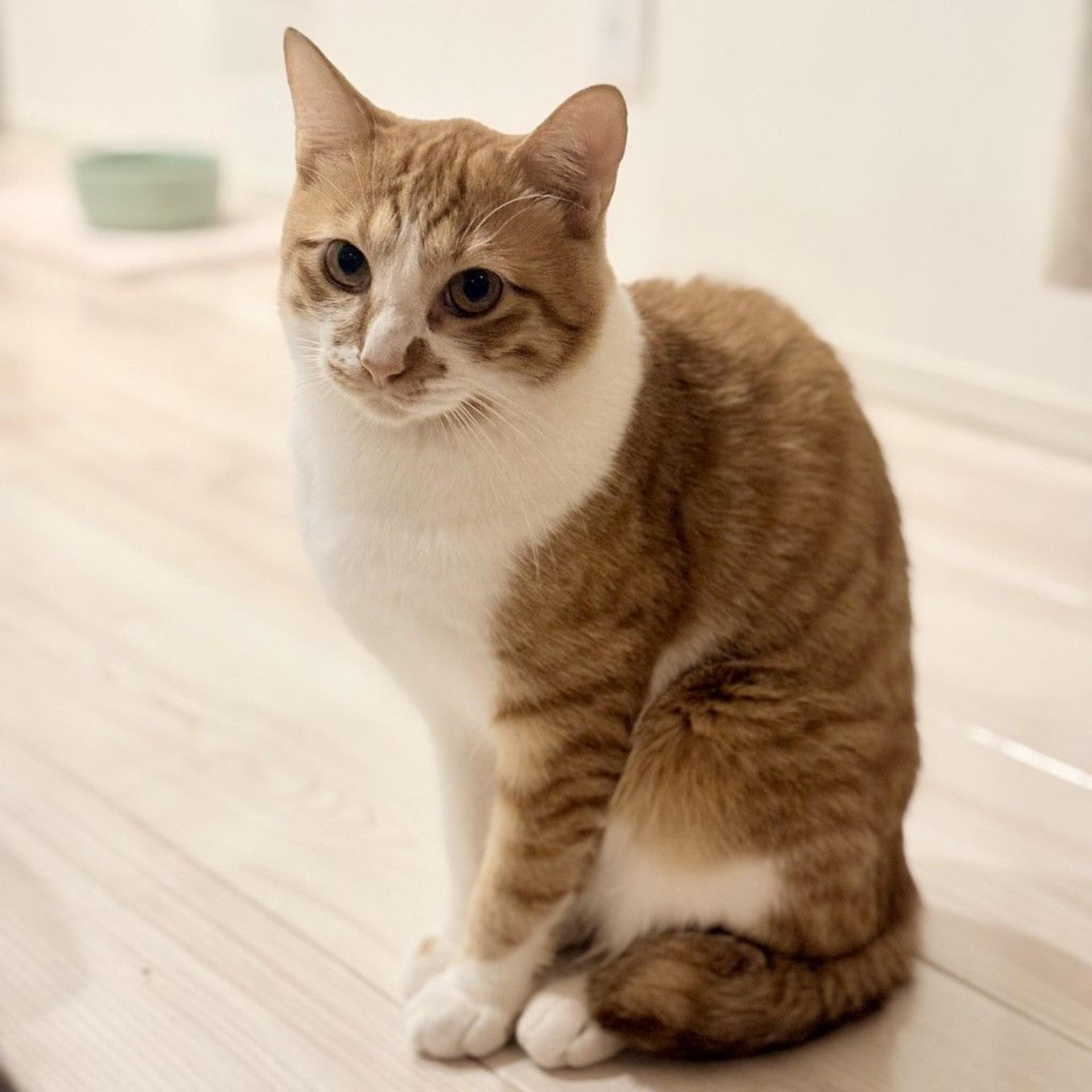 pet-image-3