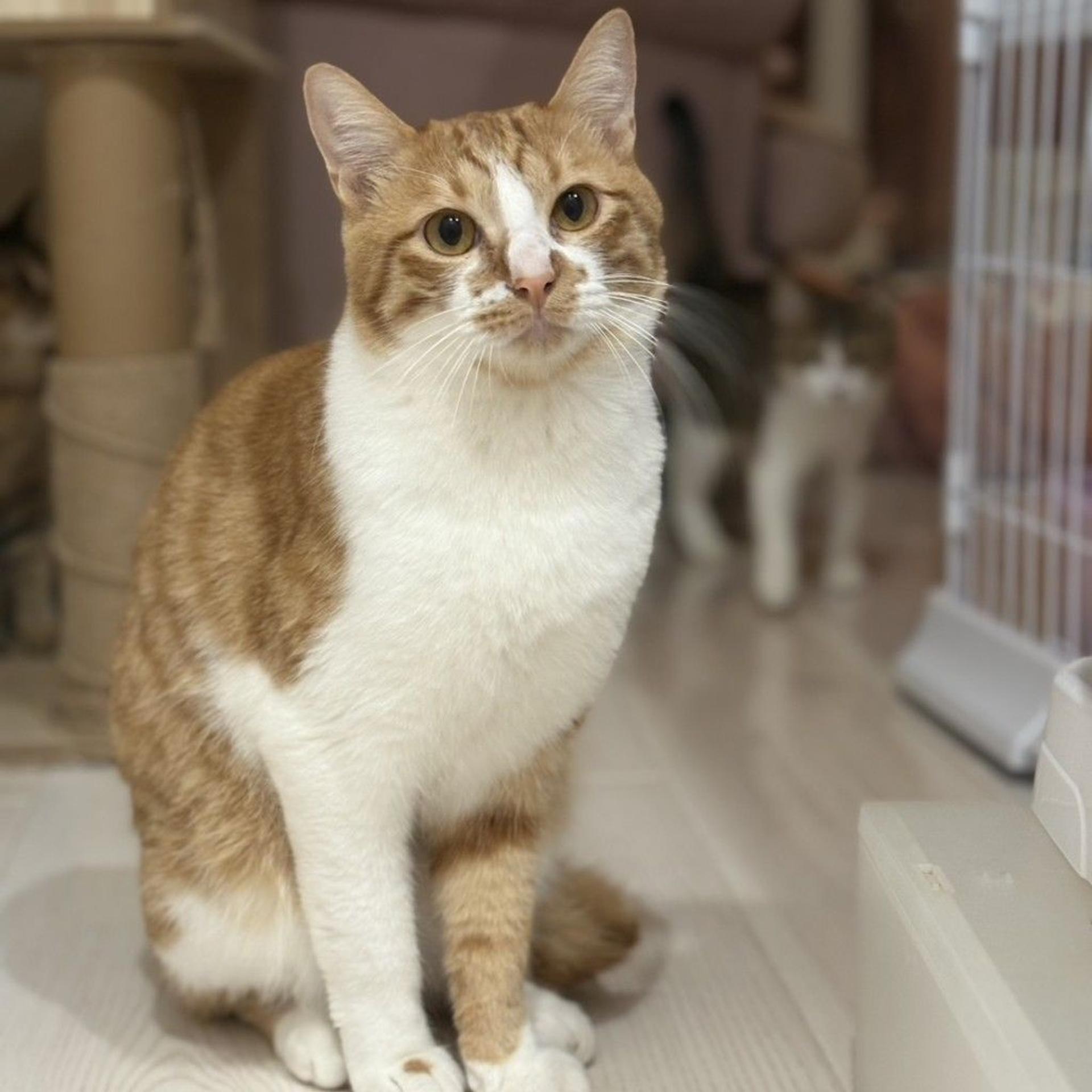 pet-image-4