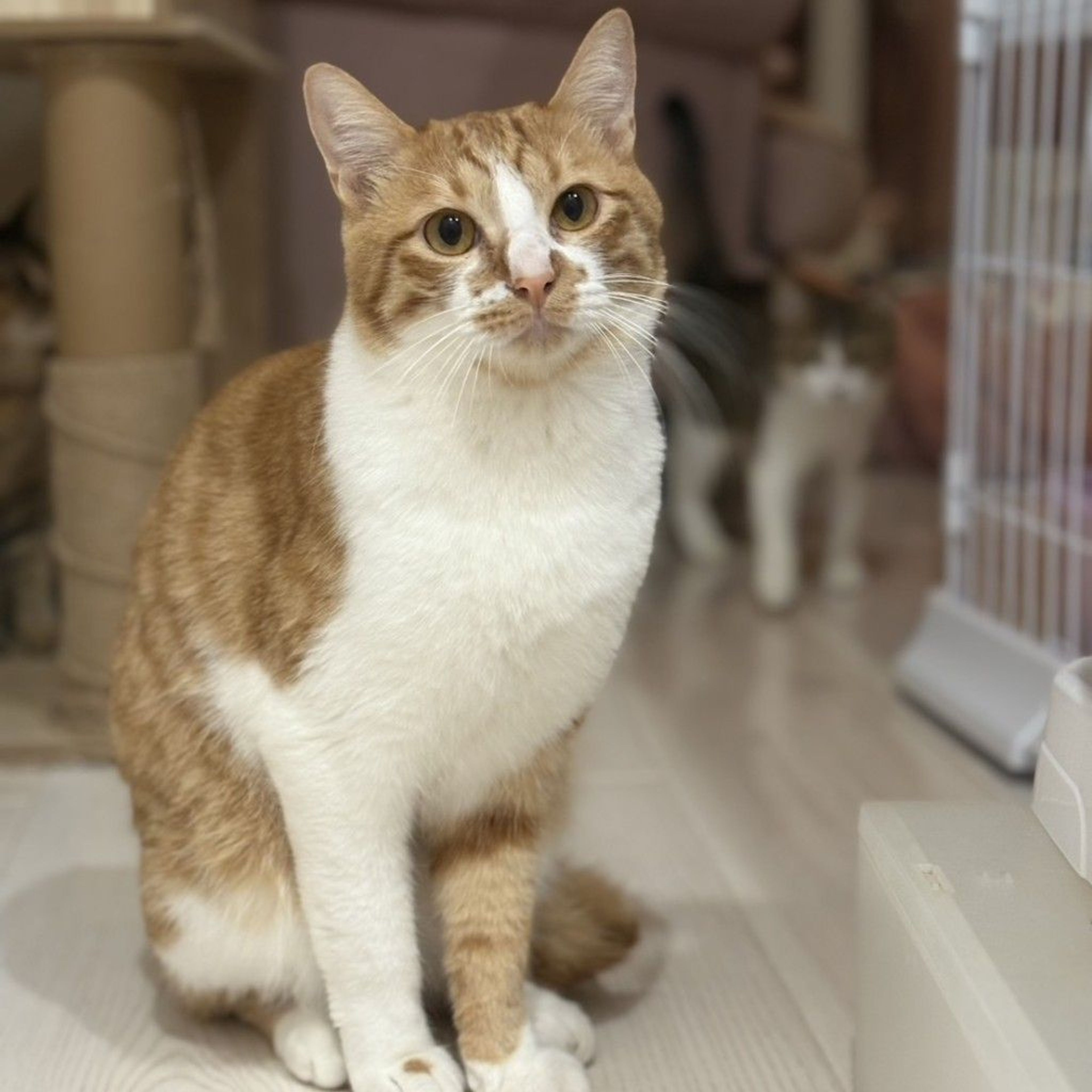 pet-image-4