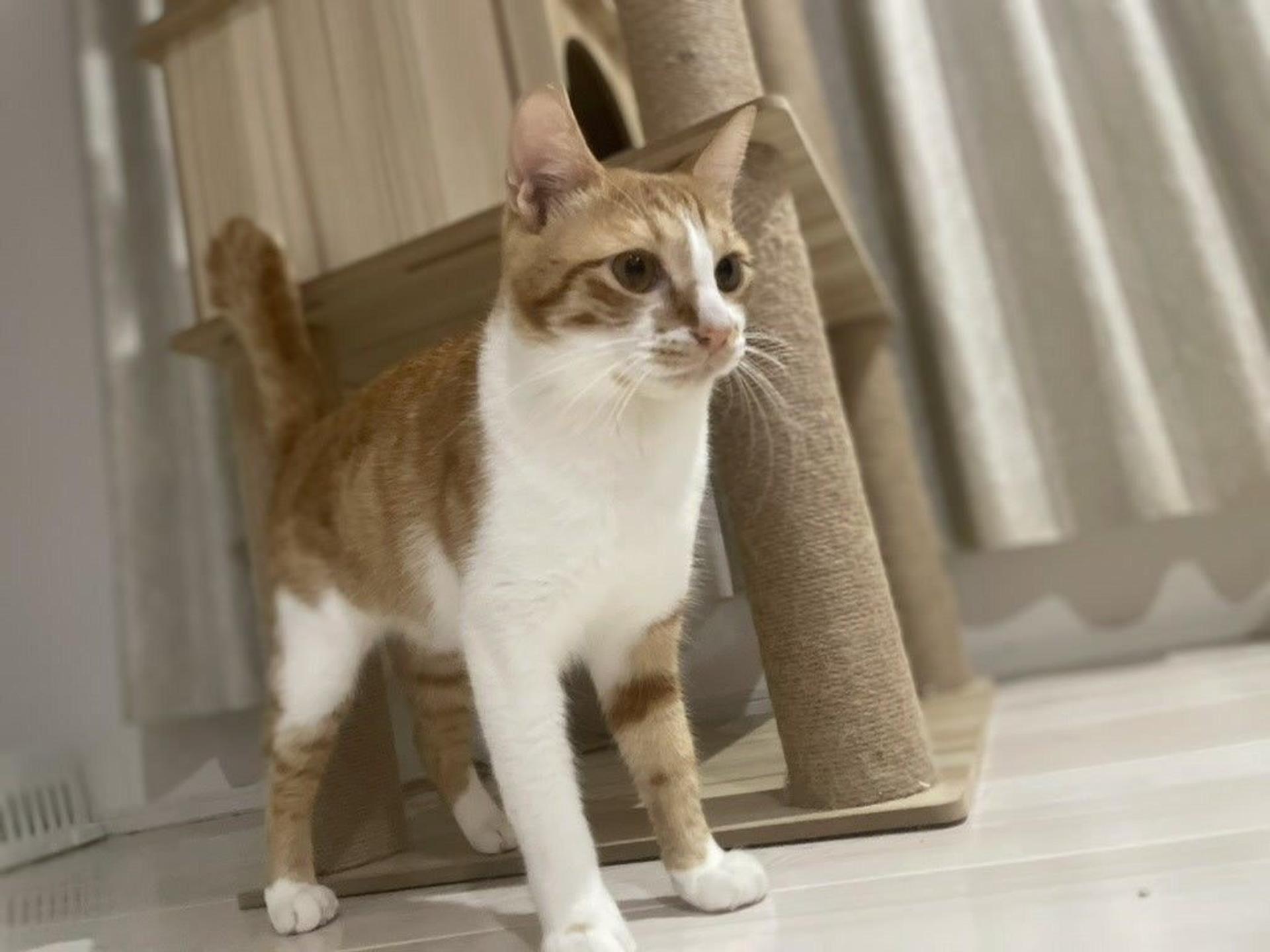 pet-image-5