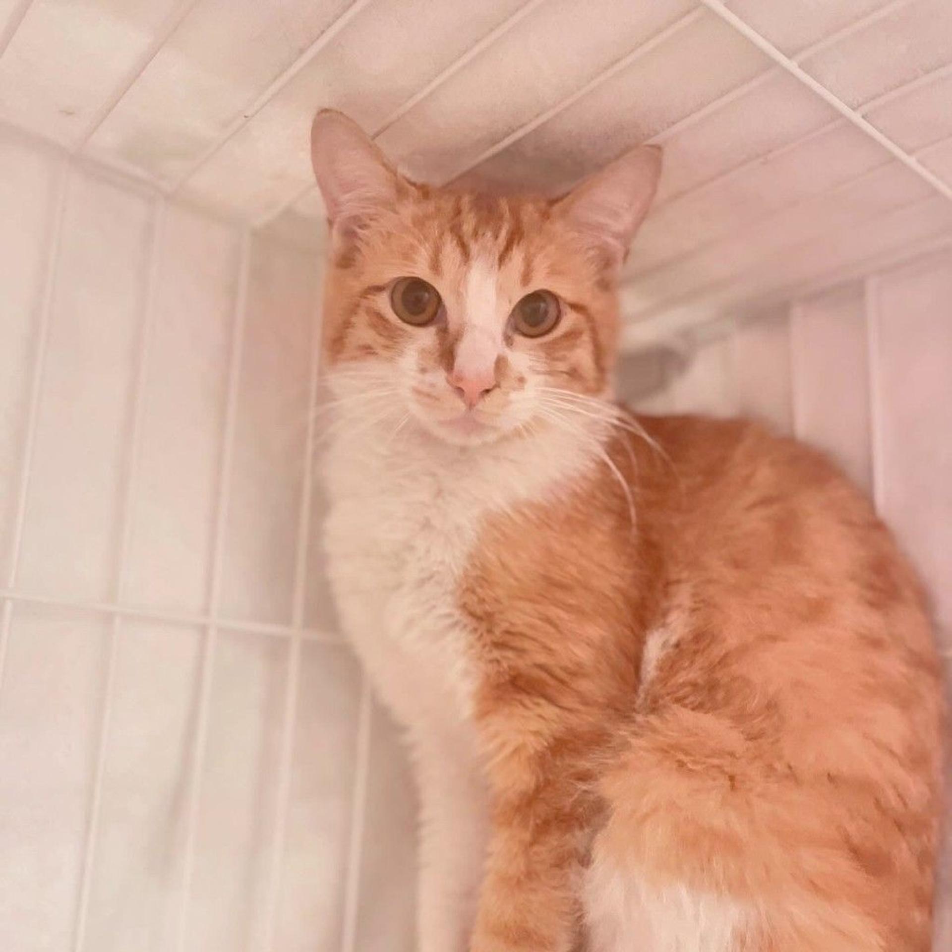 pet-image-9