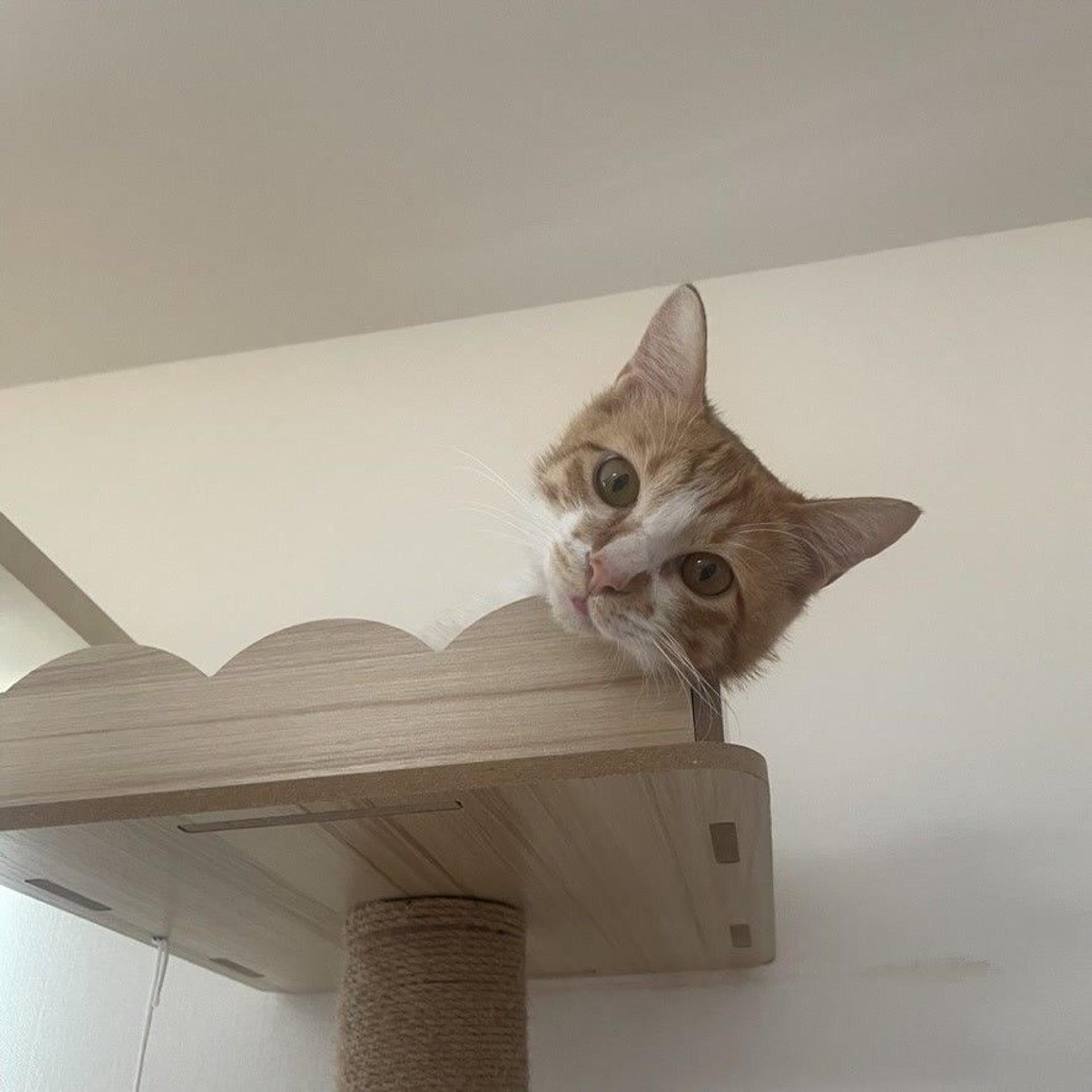 pet-image-10