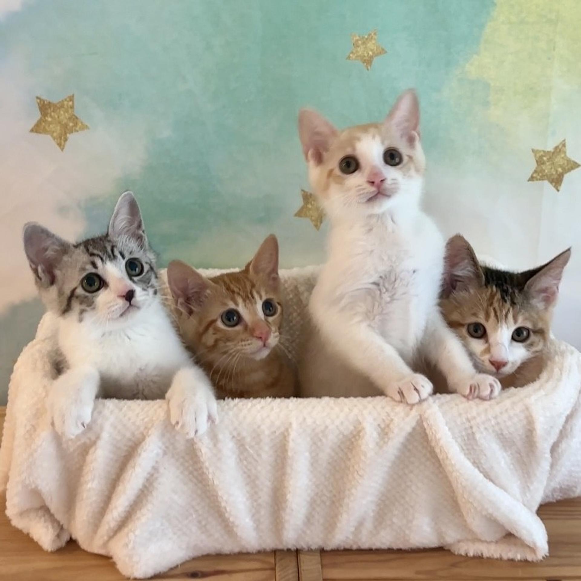 pet-image-5