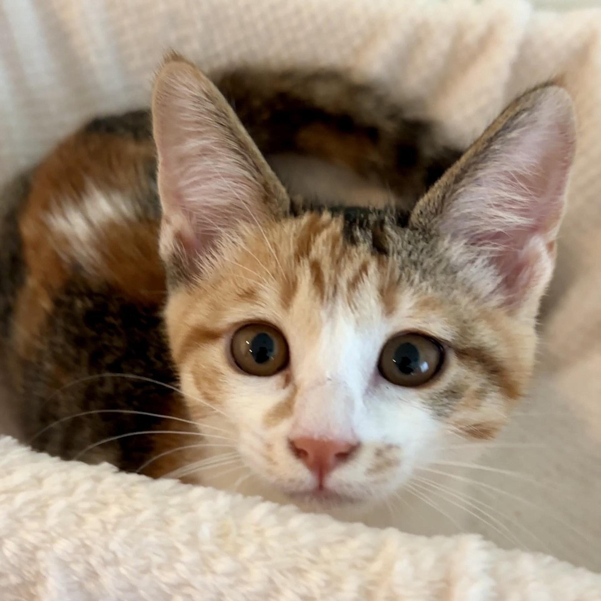 pet-image-4