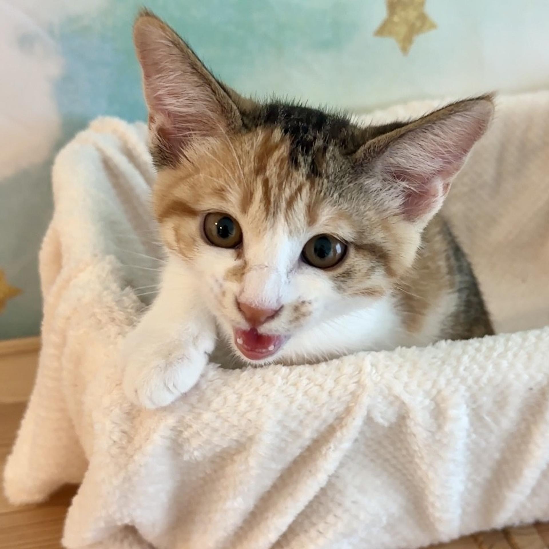 pet-image-8