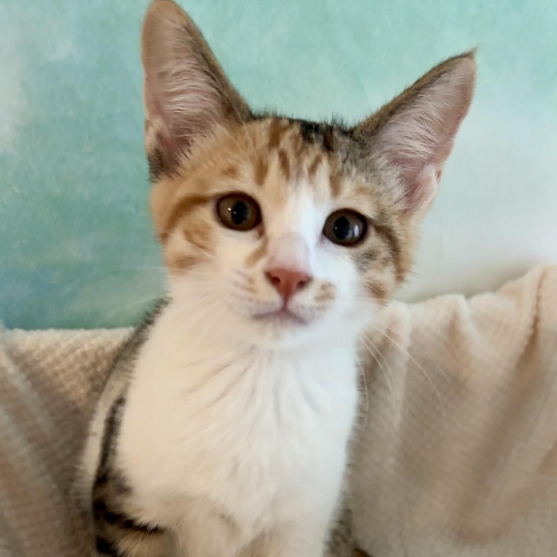 pet-image-9
