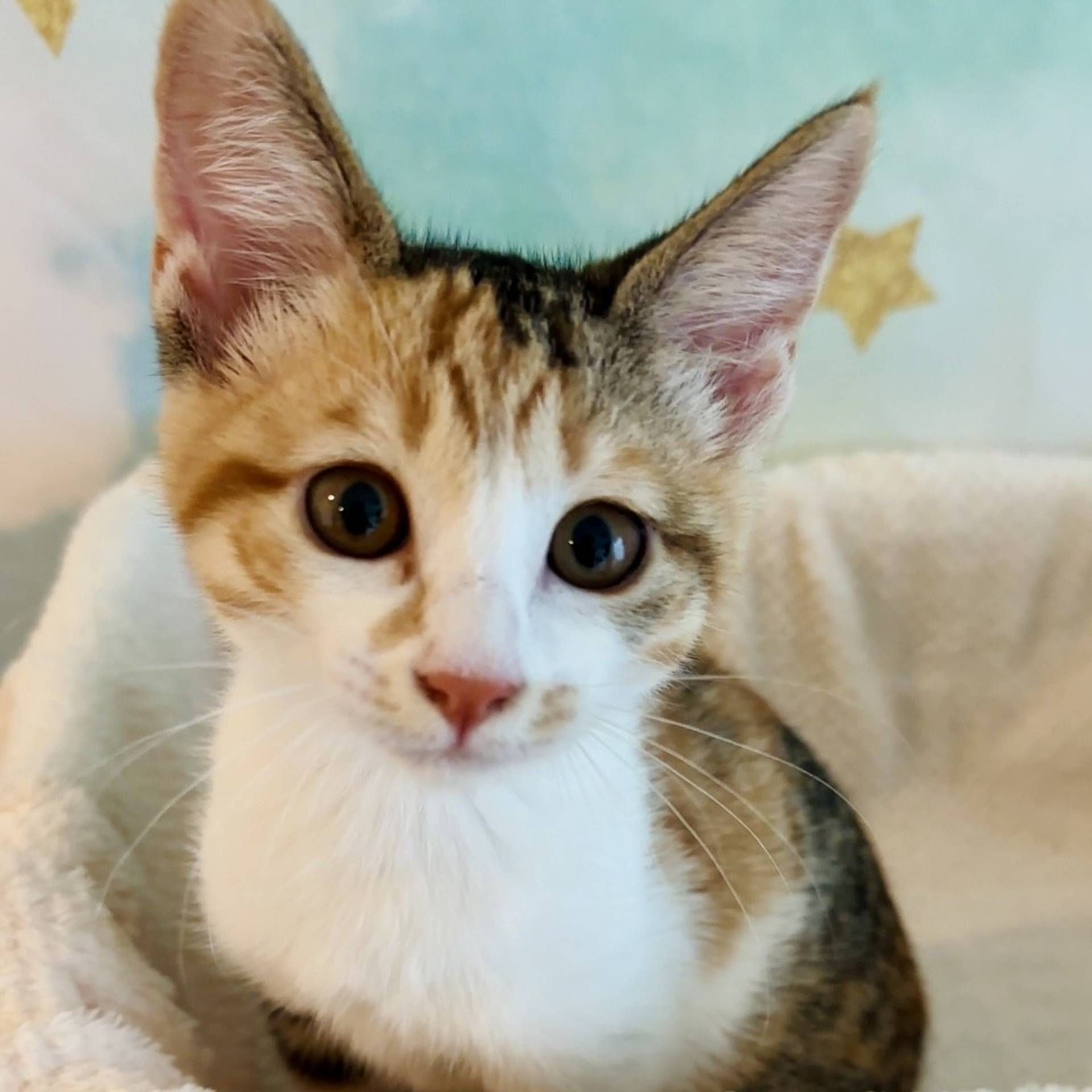 雑種（ミックス猫）・メスの里親募集の写真
