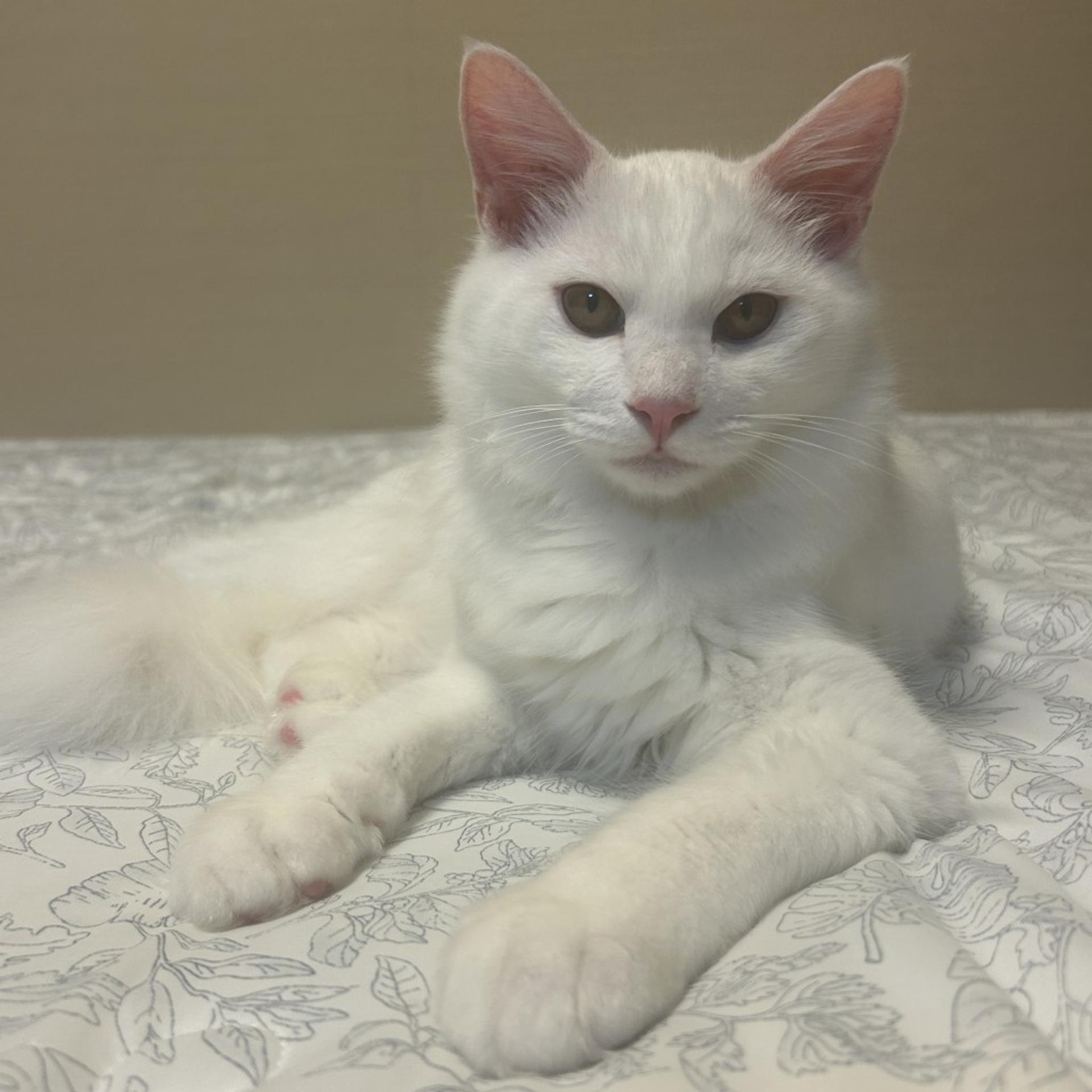 pet-image-6
