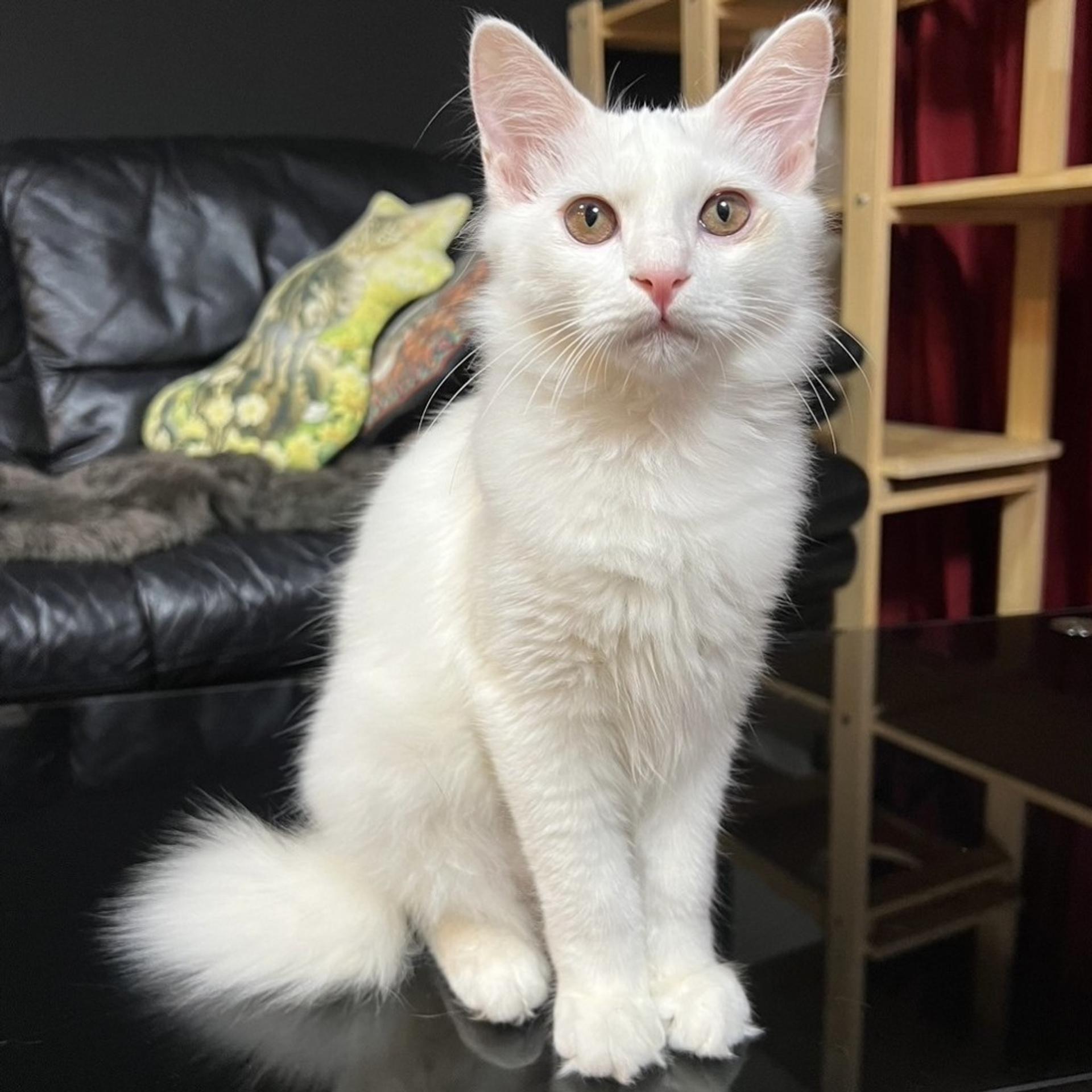 pet-image-9