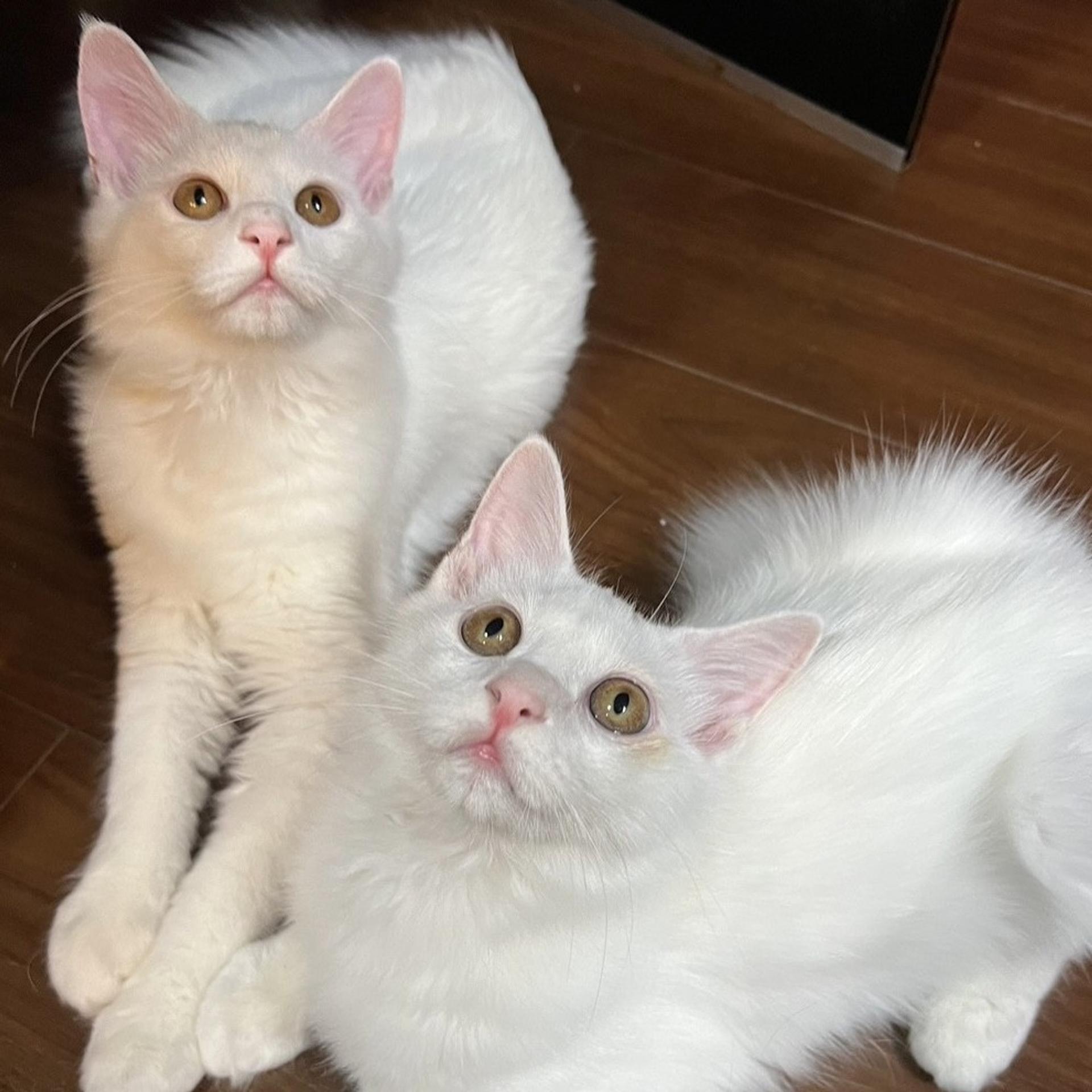 pet-image-10