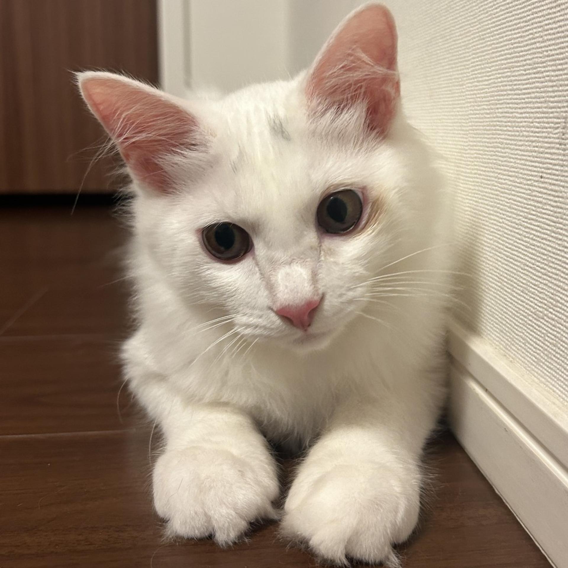 pet-image-5
