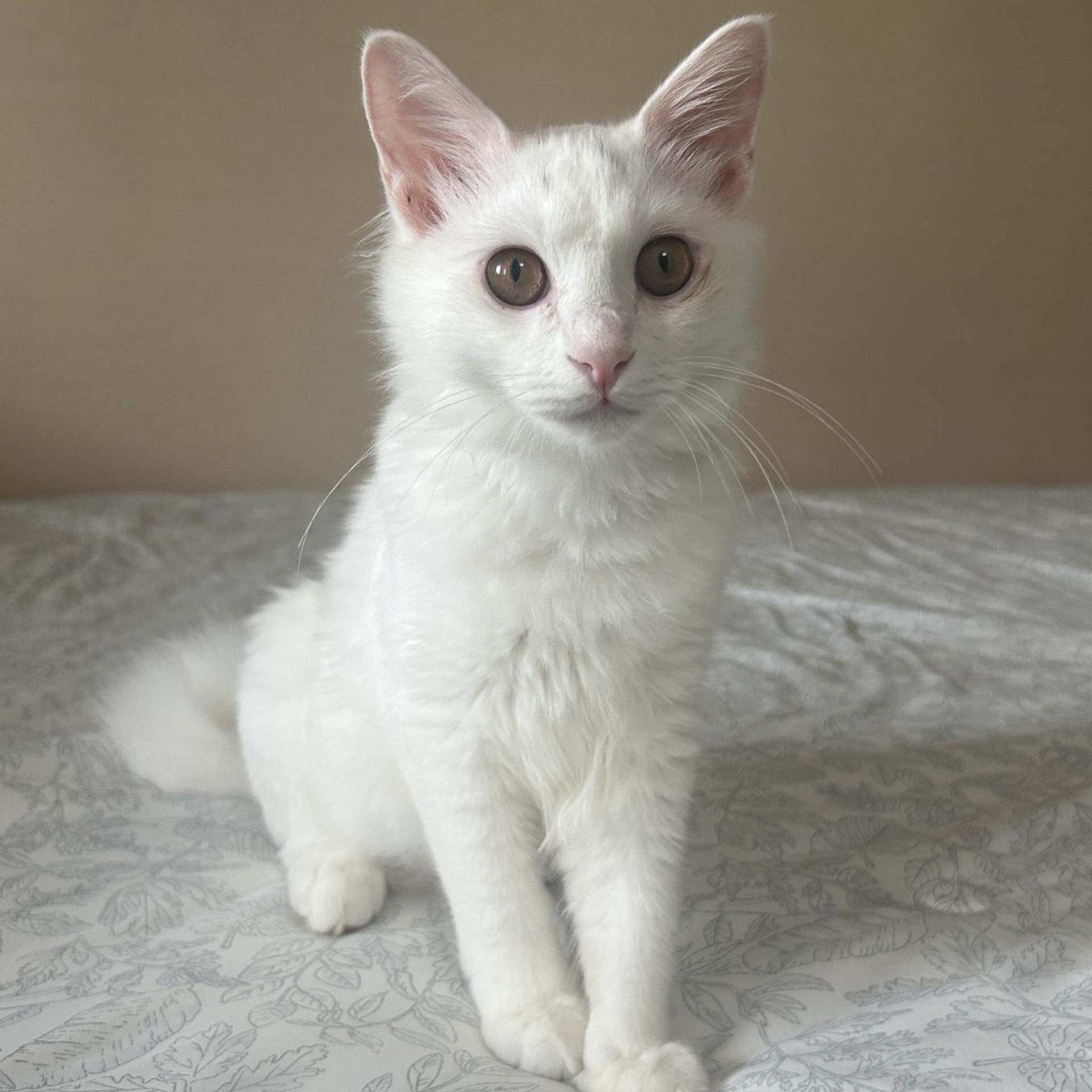 pet-image-7