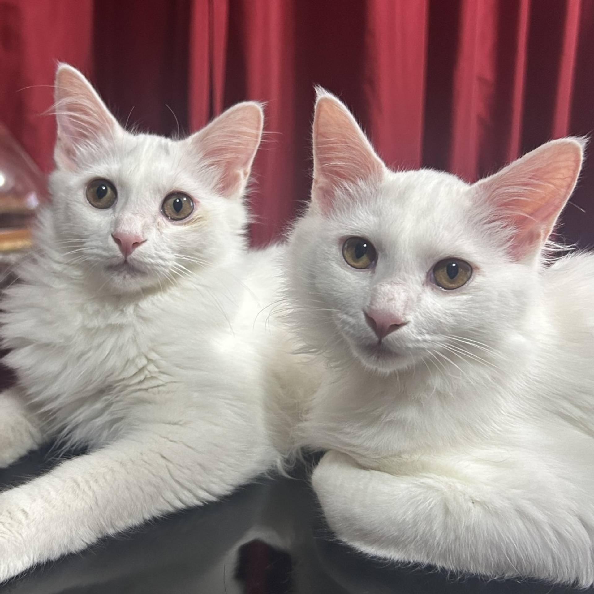 雑種（ミックス猫）・オスの里親募集の写真