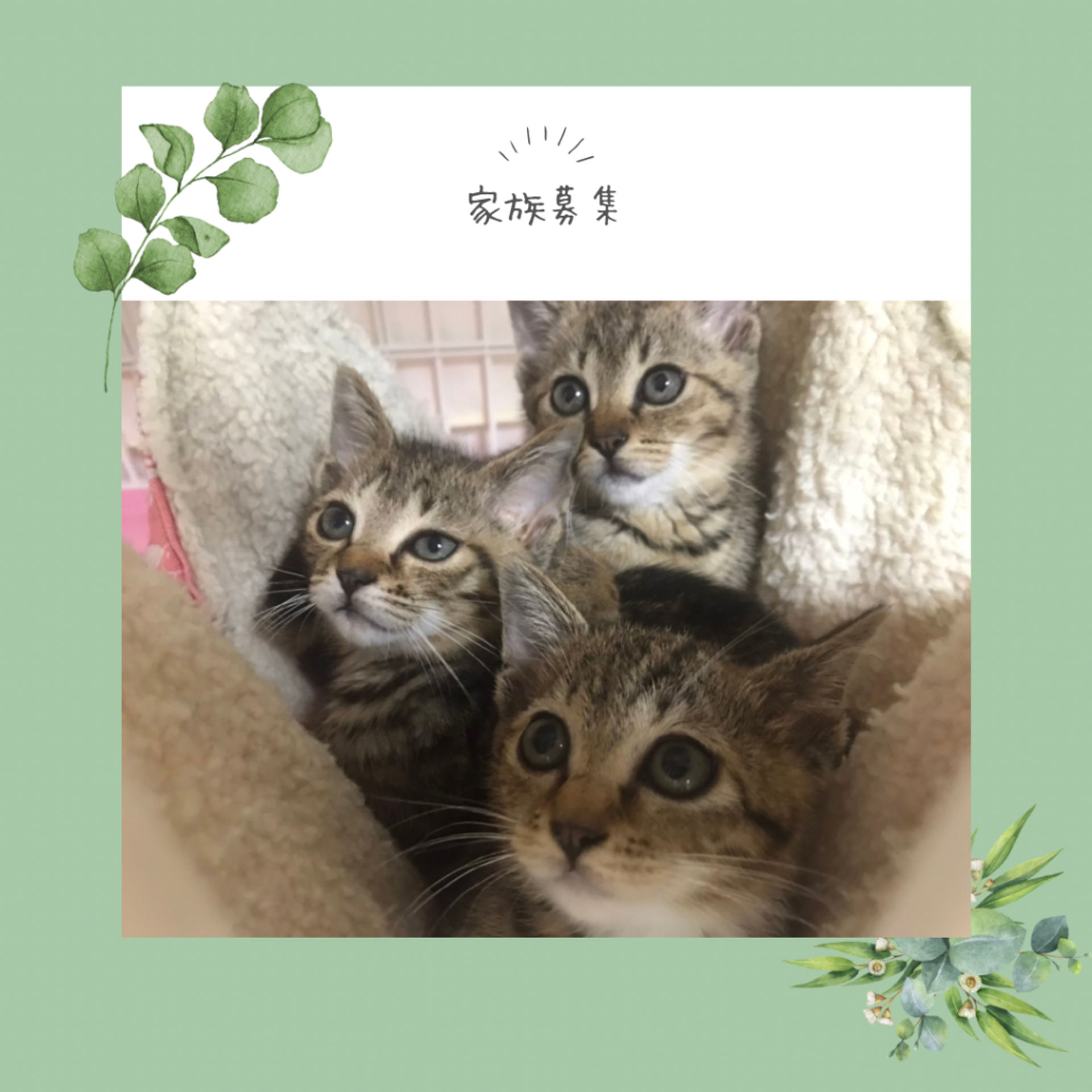 雑種（ミックス猫）・オスの里親募集の写真