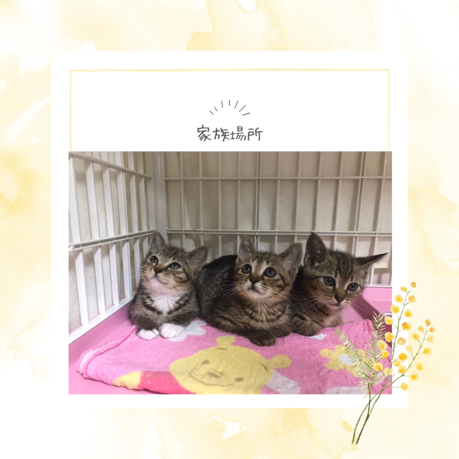 雑種（ミックス猫）・メスの里親募集の写真