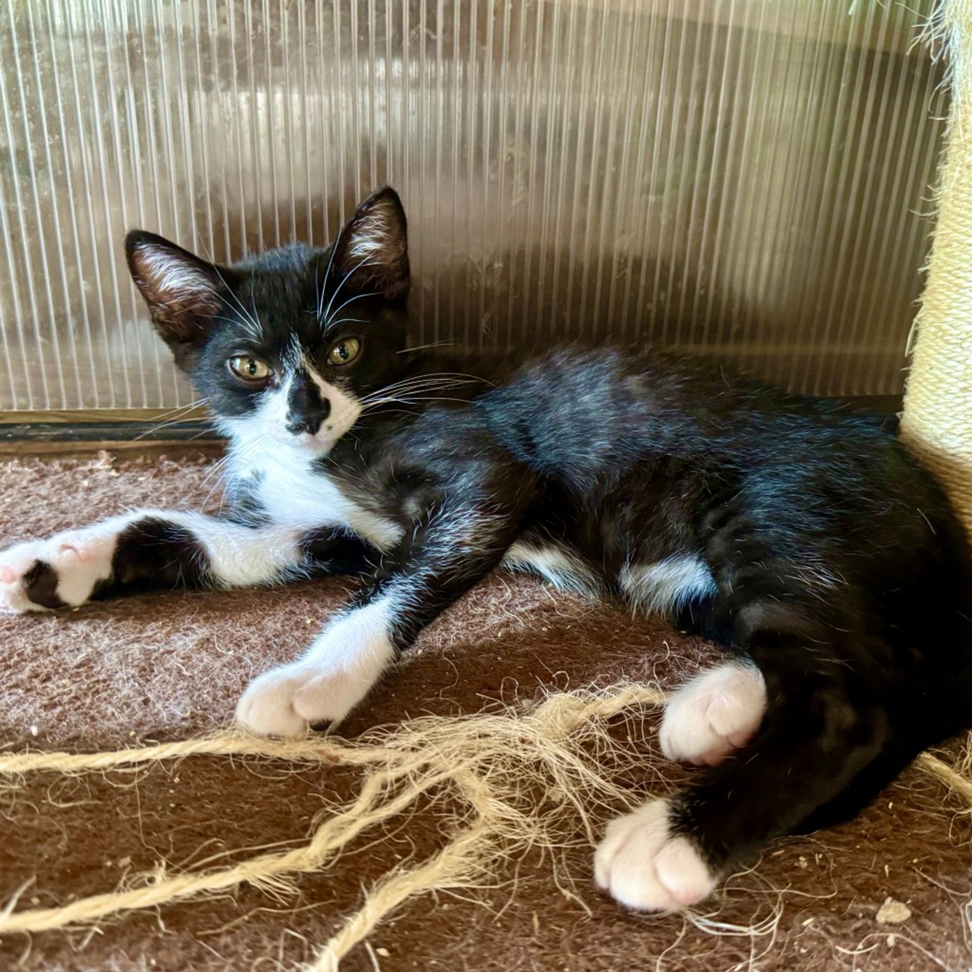 雑種（ミックス猫）・オスの里親募集の写真