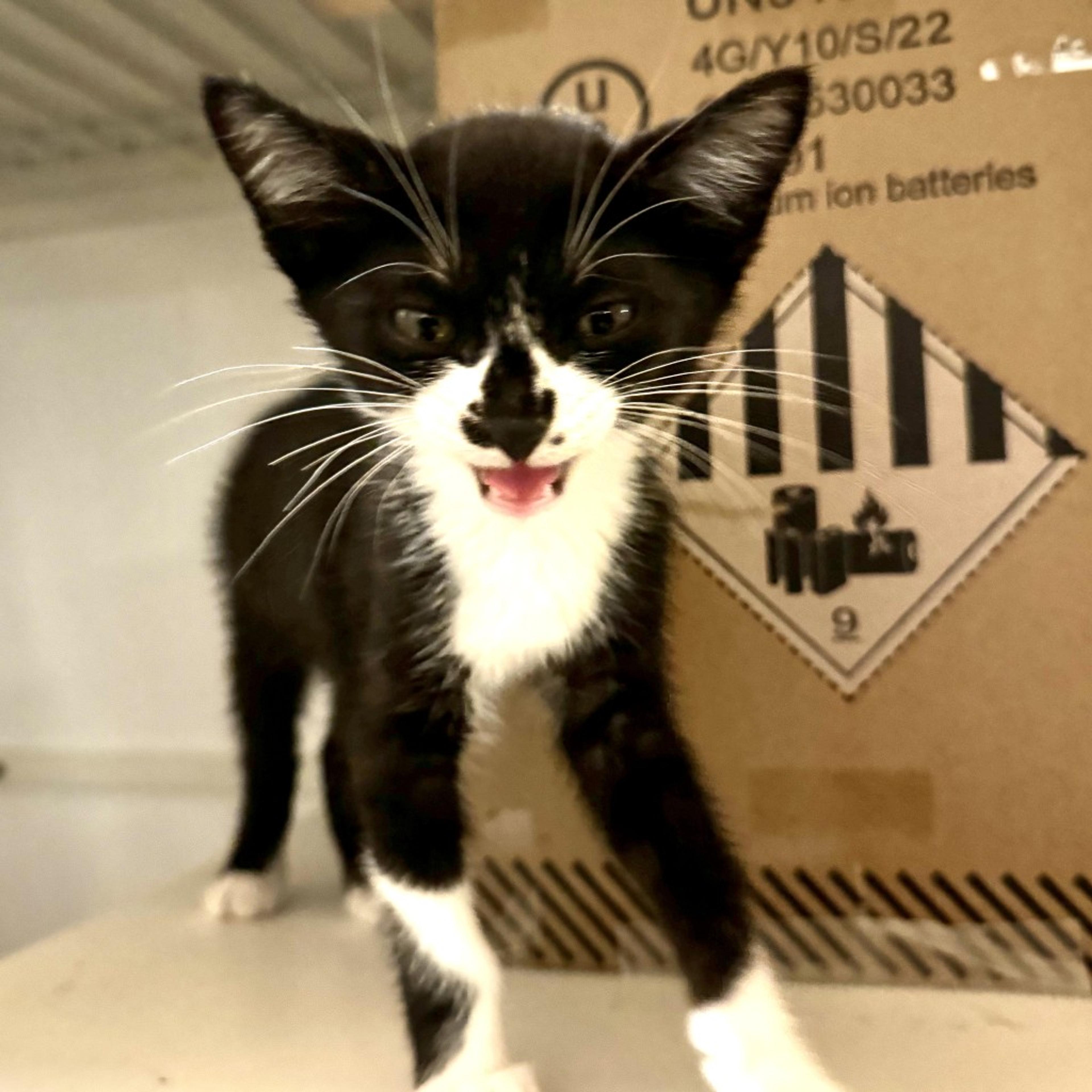 pet-image-3