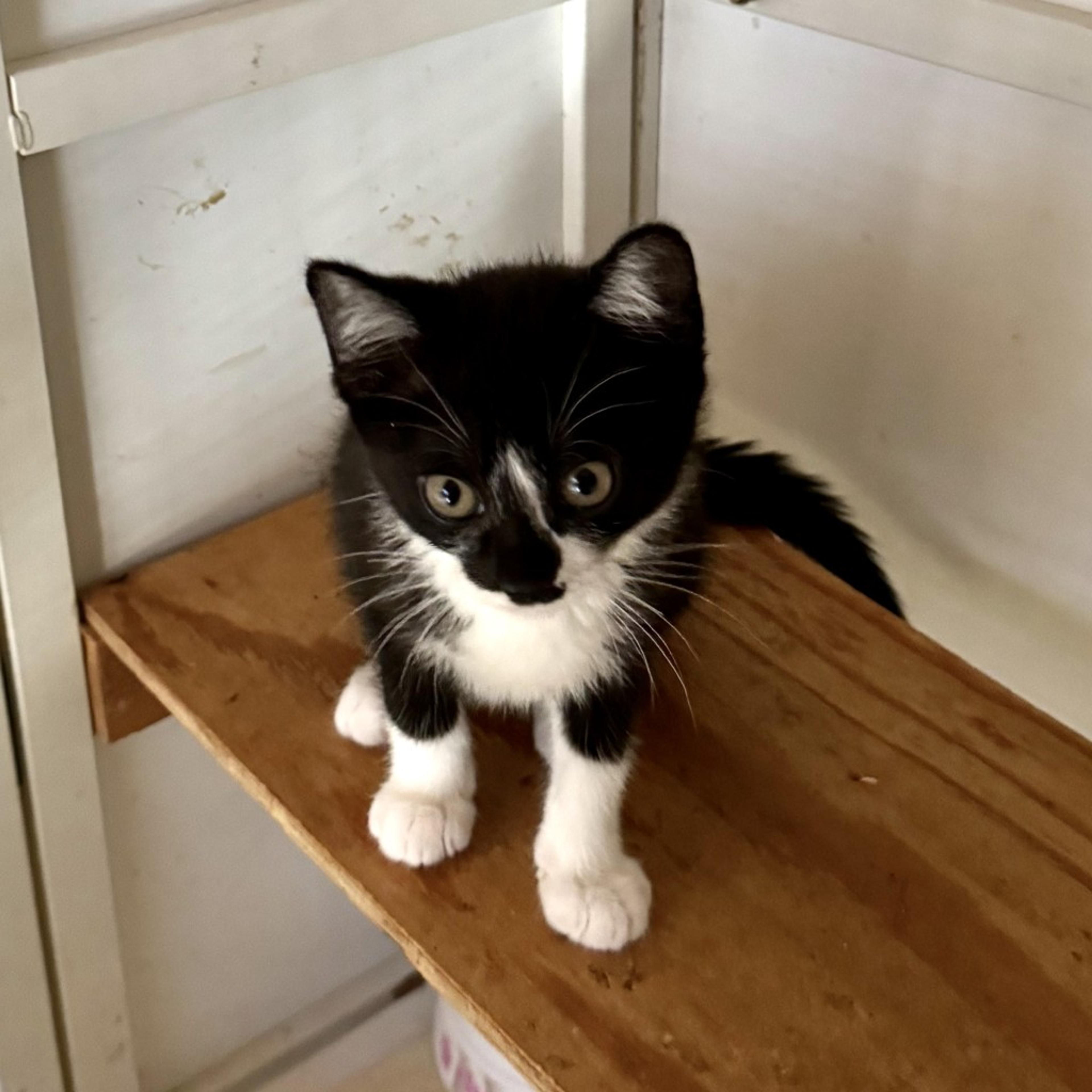 pet-image-2