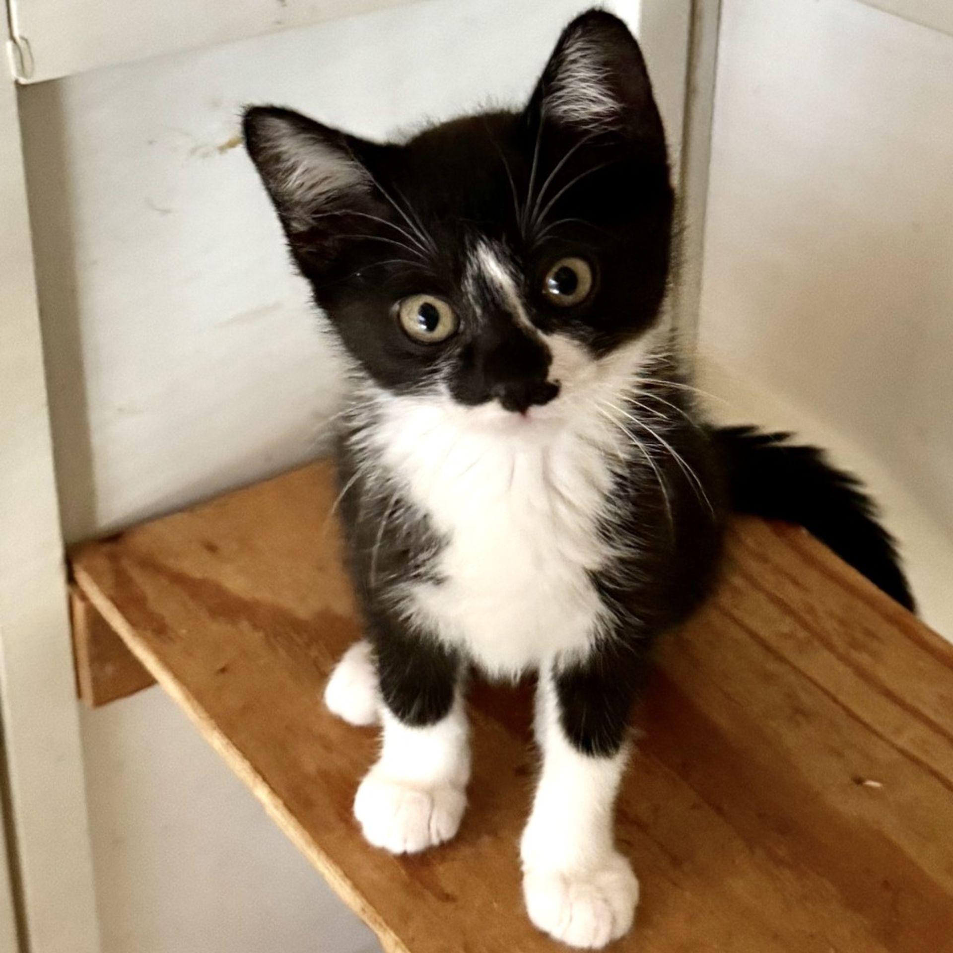 雑種（ミックス猫）・メスの里親募集の写真