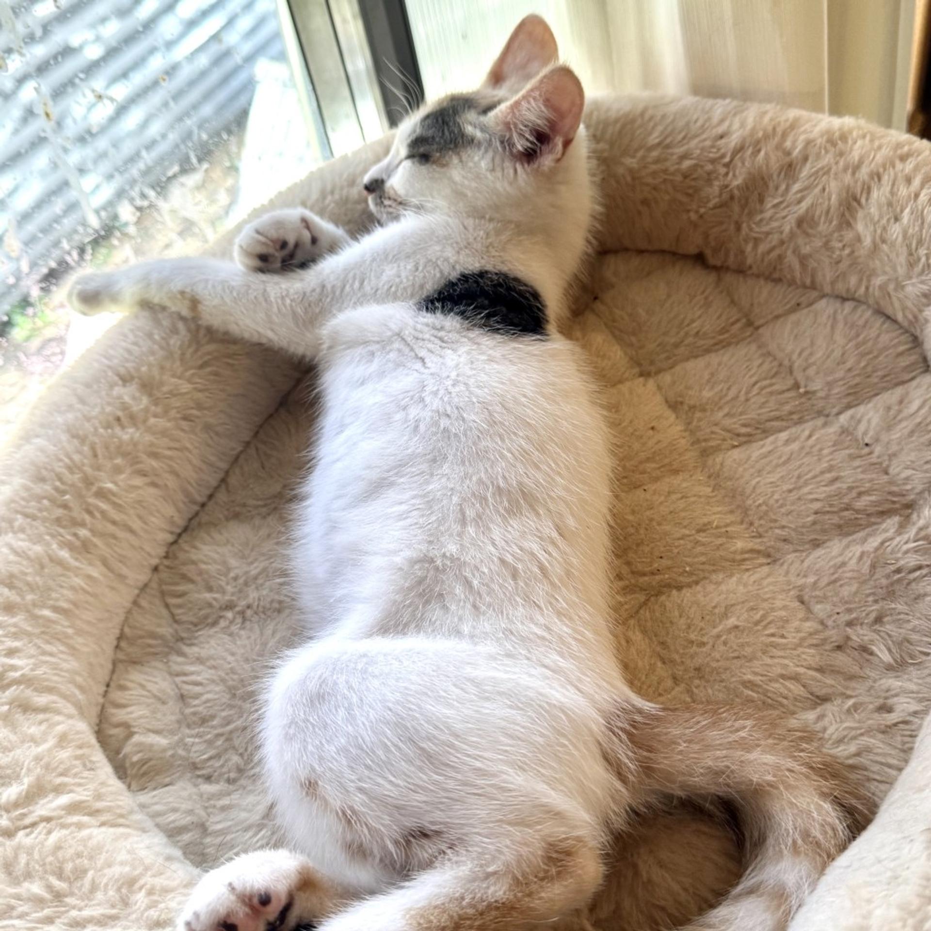 pet-image-3
